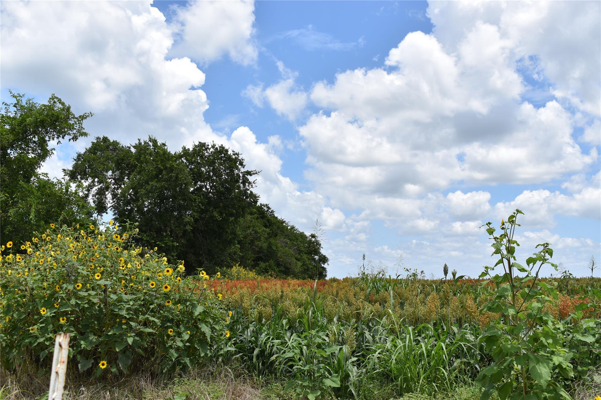 Tbd County Road 109 None Property Photo 11