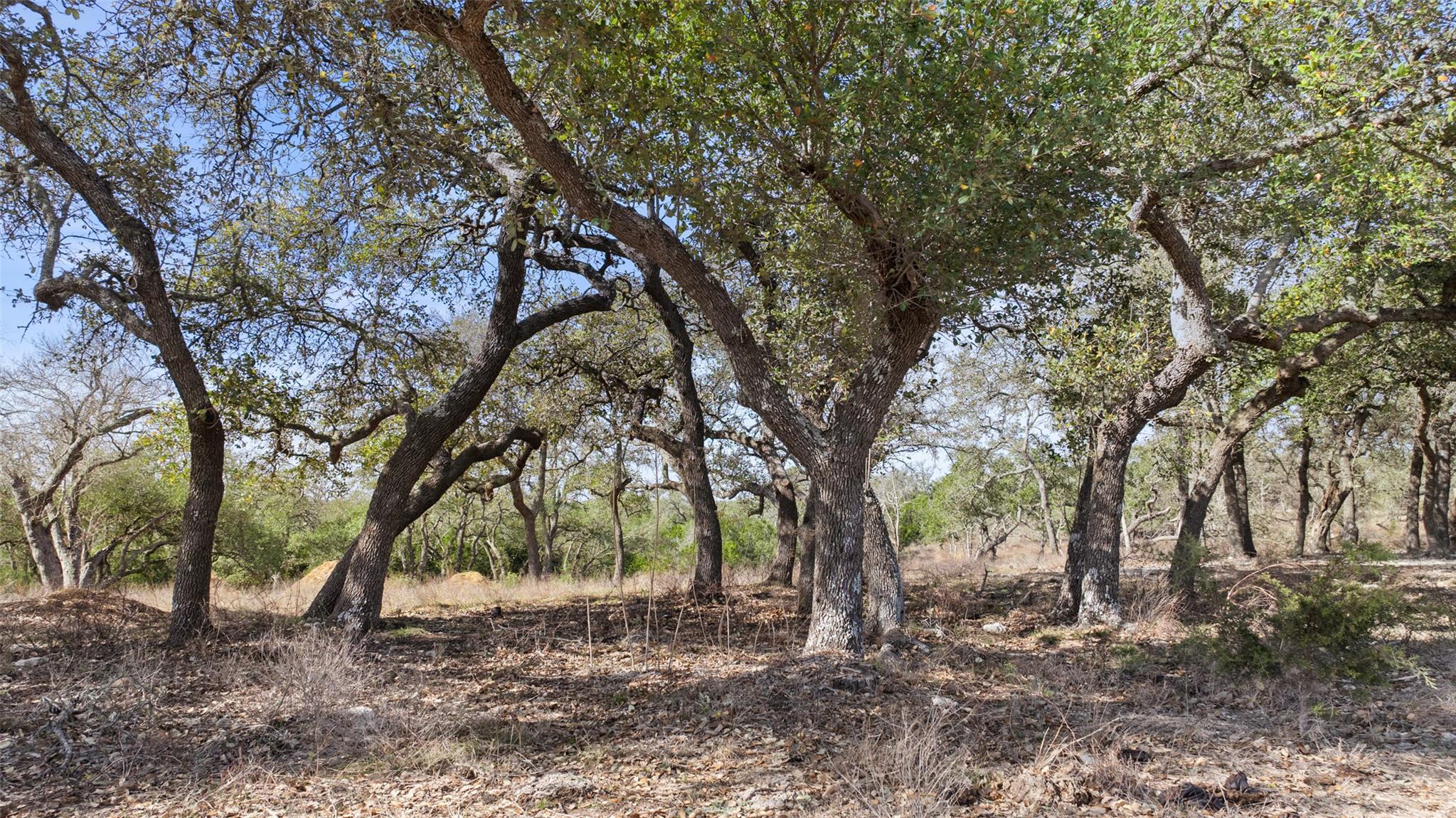 Tract 10 Ranch Road 1623 Property Photo 4