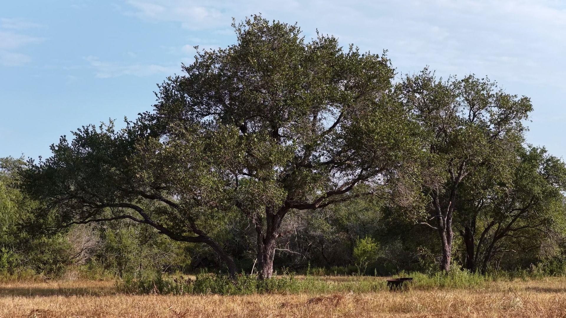 251 Old Goliad Rd Property Photo 1