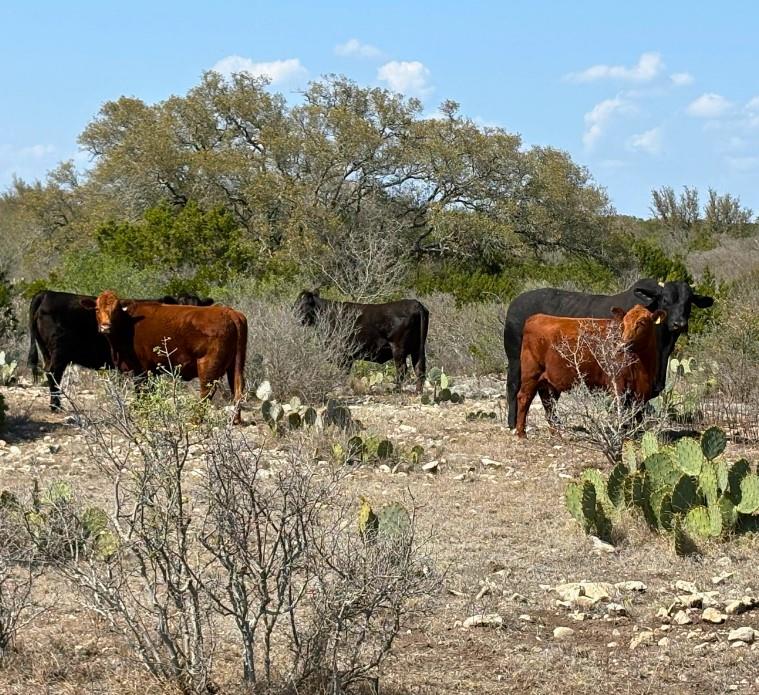 191 Leona Ranch Rd Property Photo 7
