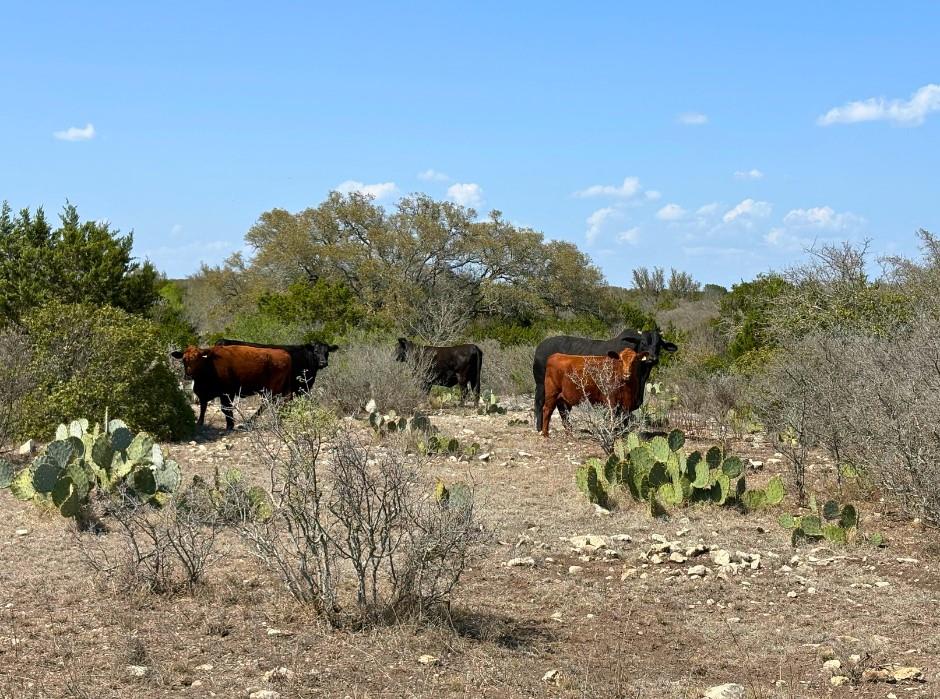 191 Leona Ranch Rd Property Photo 23