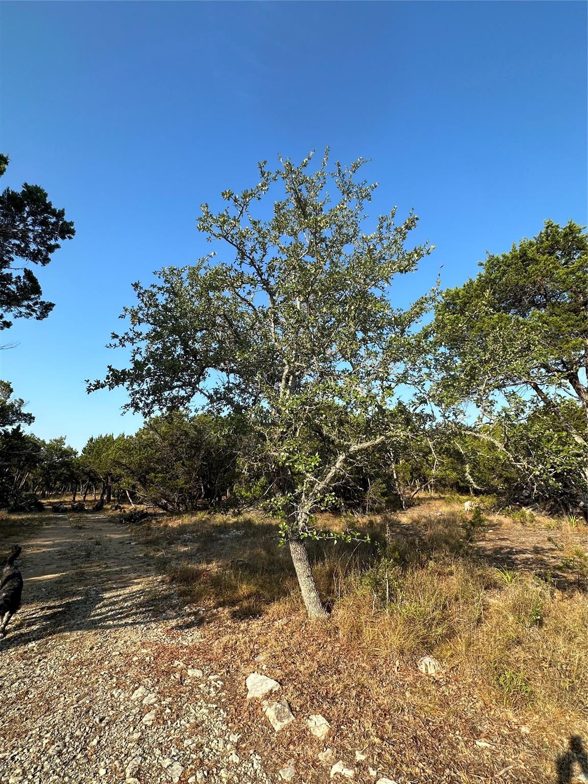 12333a Ranch Rd 12 1 Property Photo 15