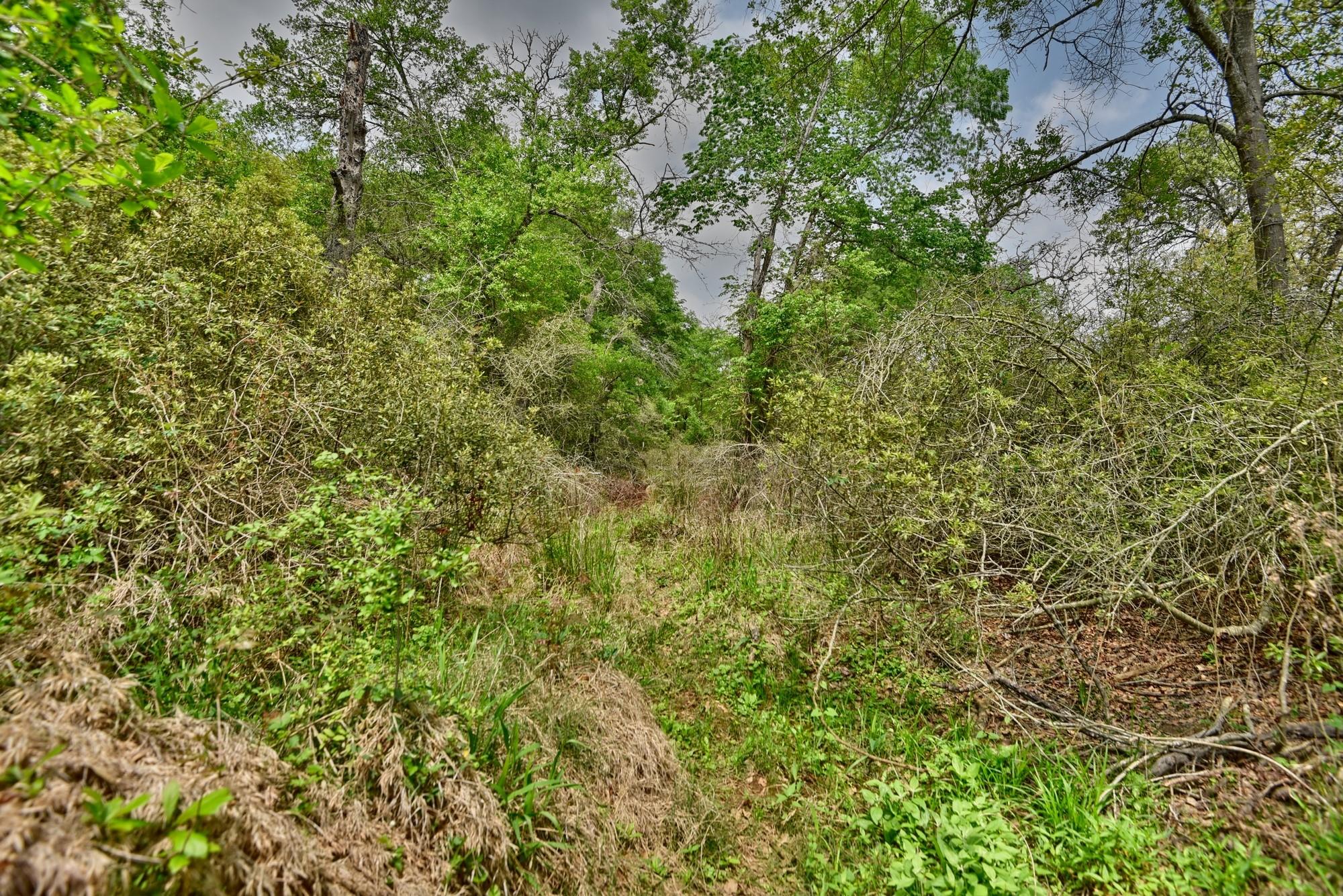 Tbd (26 Acres) County Road 445 Property Photo 26