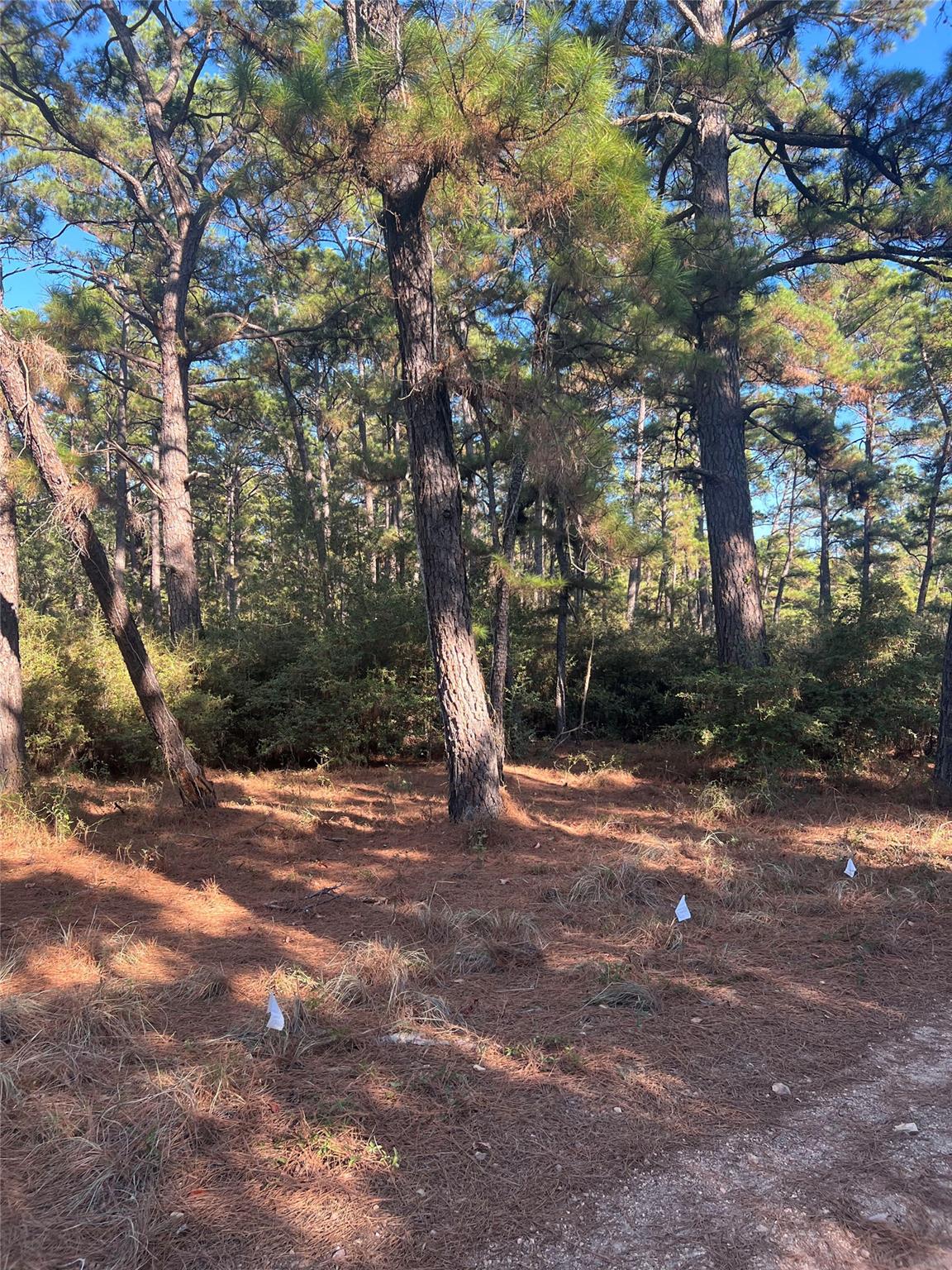 Tbd Pine Lodge Dr Property Photo 4