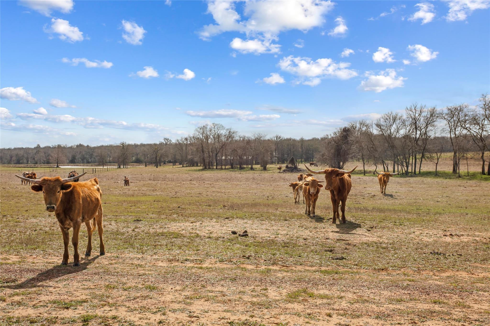 Tbd (30/ac) County Road 309 Property Photo 6
