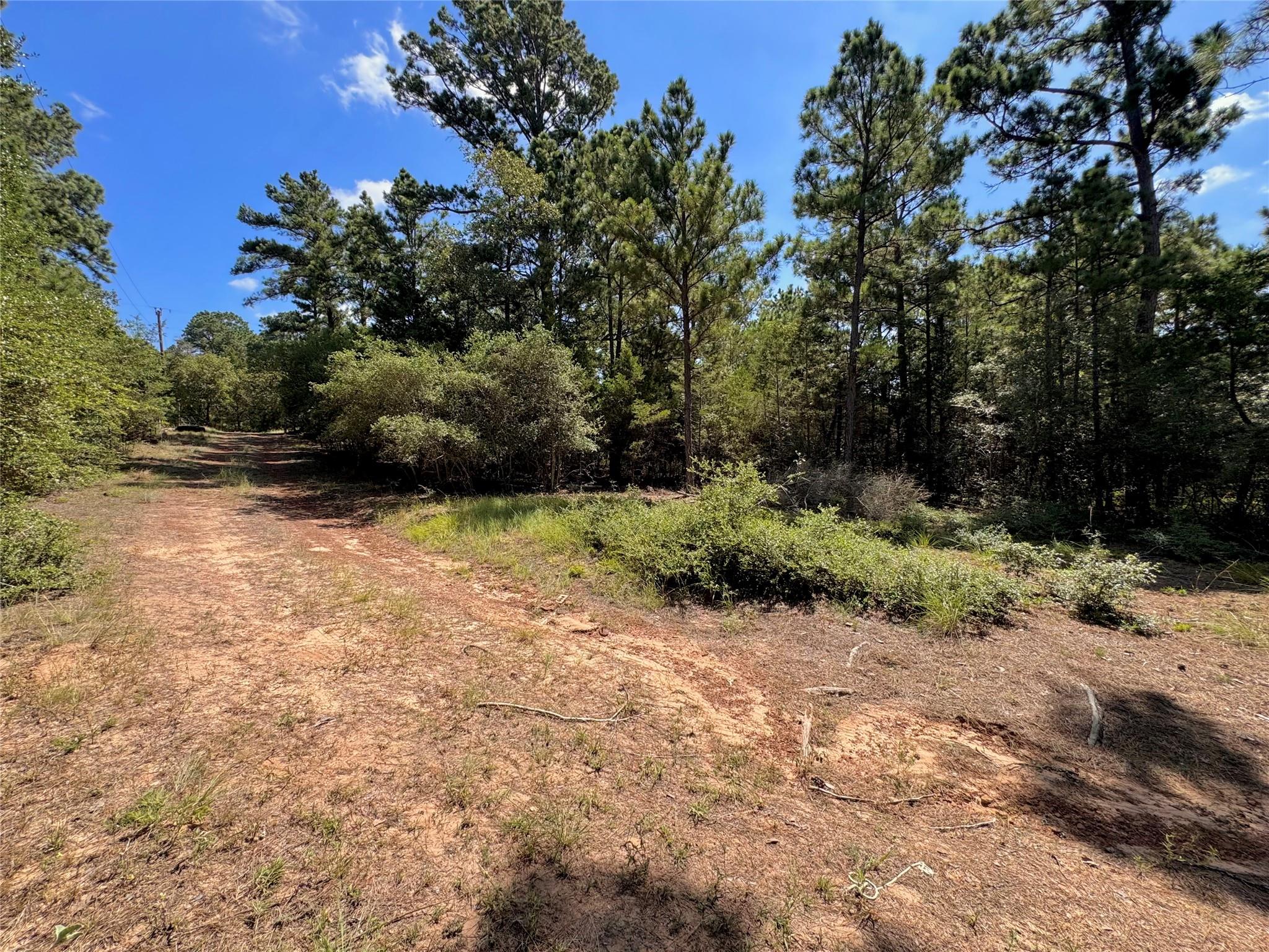 445 Pine Valley Loop Property Photo 3