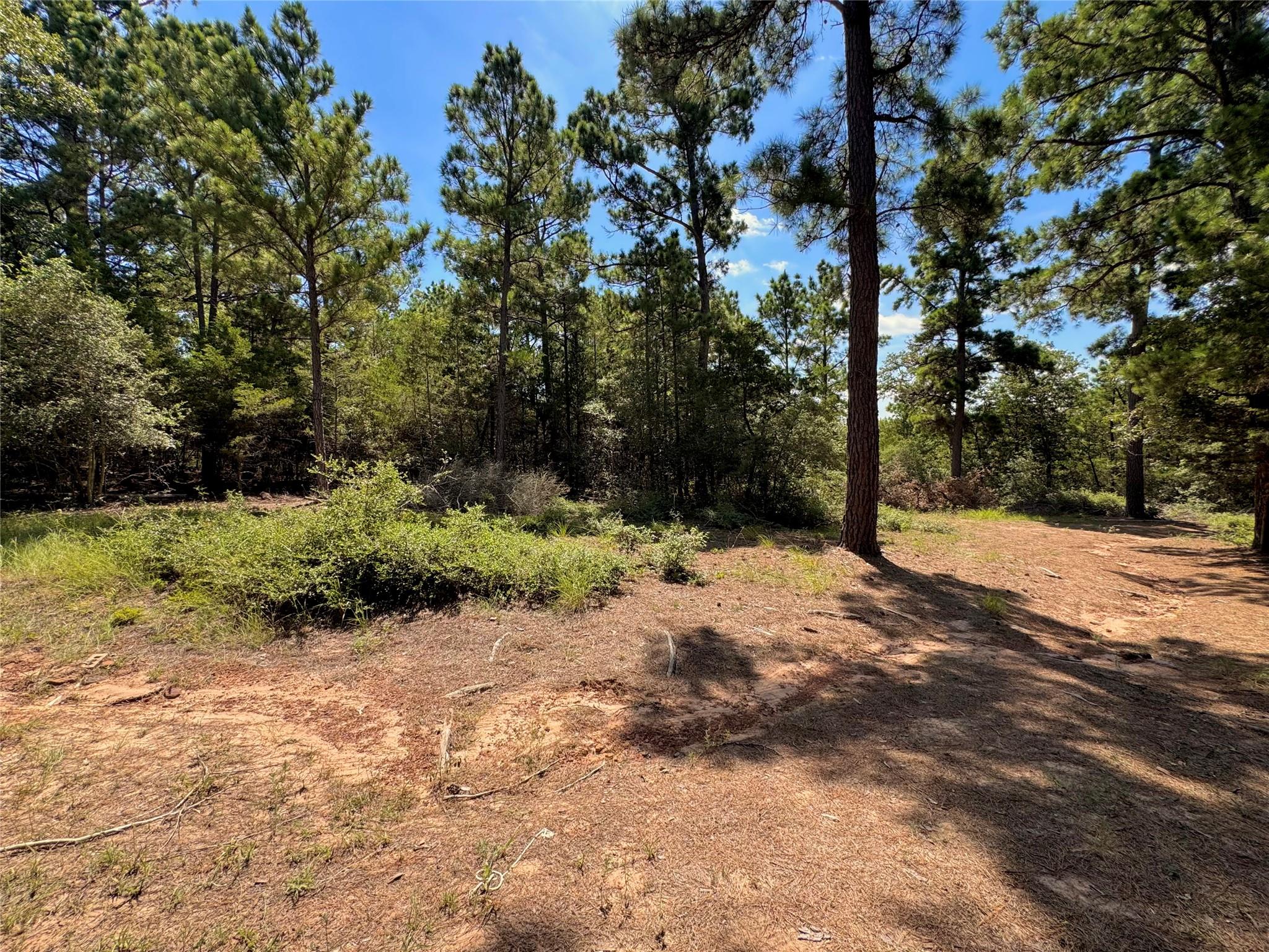 445 Pine Valley Loop Property Photo 4