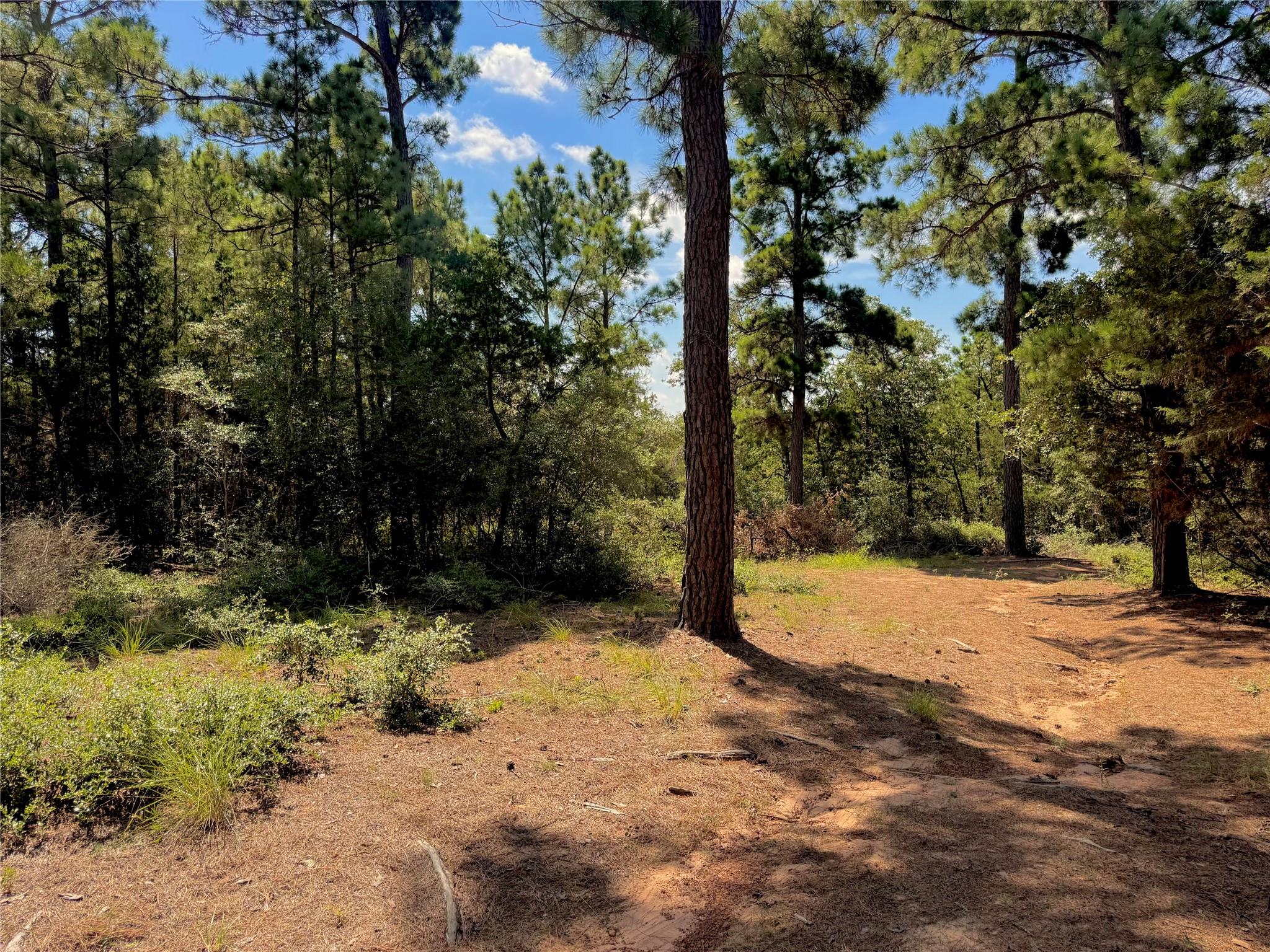 445 Pine Valley Loop Property Photo 5
