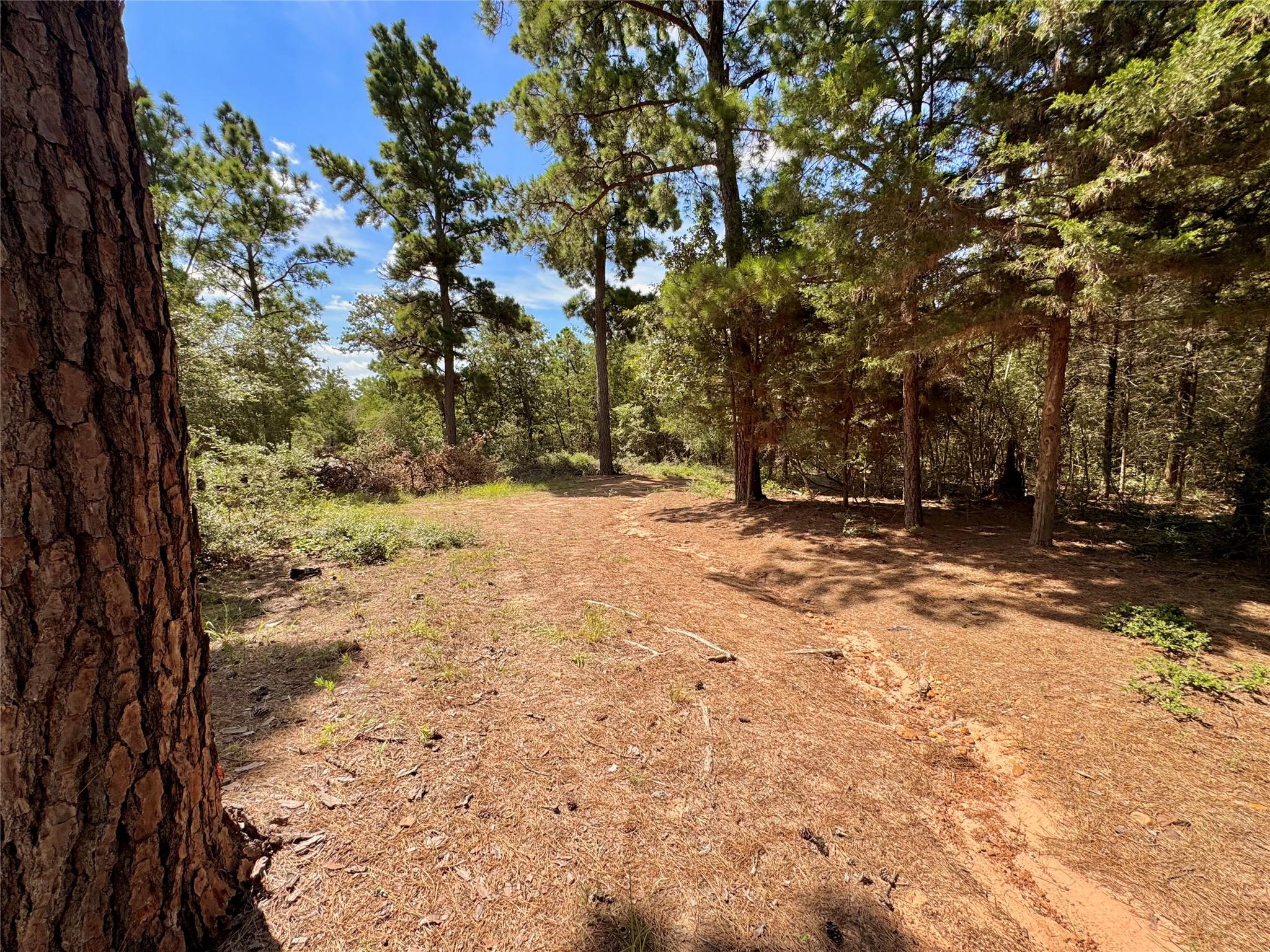 445 Pine Valley Loop Property Photo 6