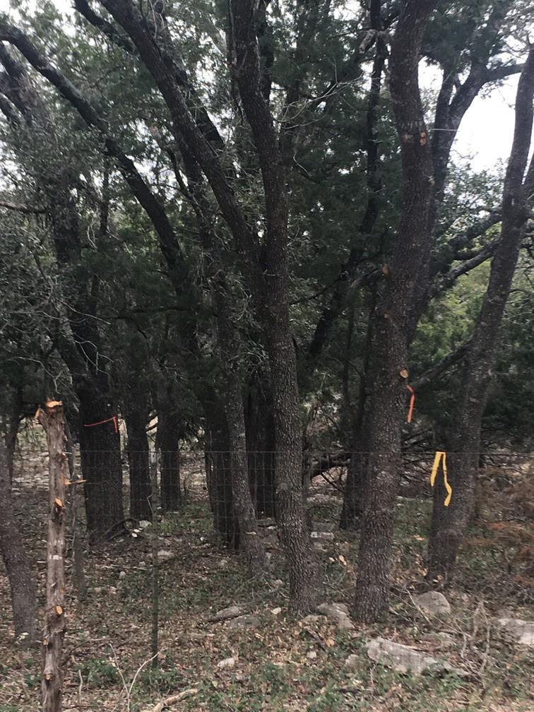101 Timber Line Rd Property Photo 10