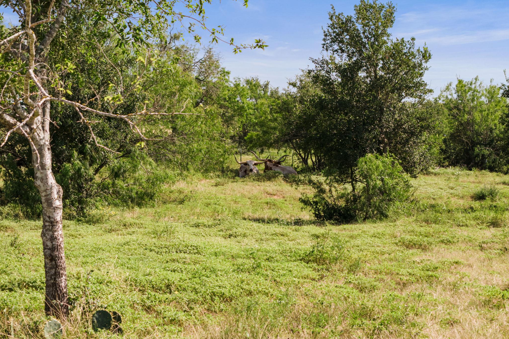625 Callihan Rd Property Photo 11