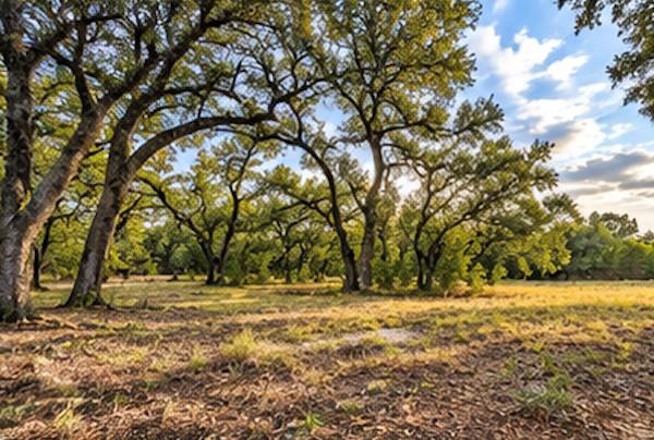208 Viento Cv Property Photo 11