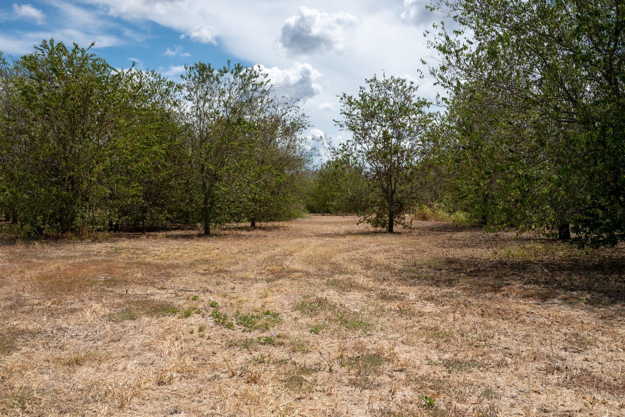 12002 Sunbonnet Cv Property Photo 6