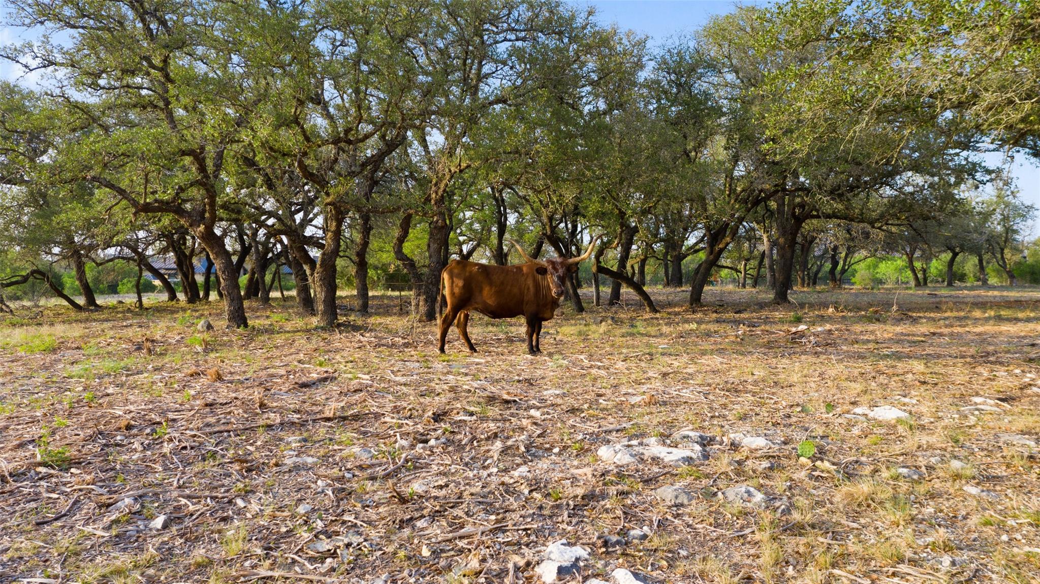 10 Pedernales Canyon Trl Property Photo 25