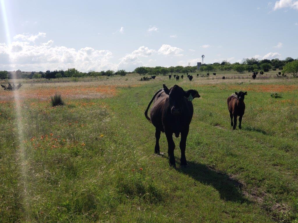 7947 Cr 1255 None Property Photo 15