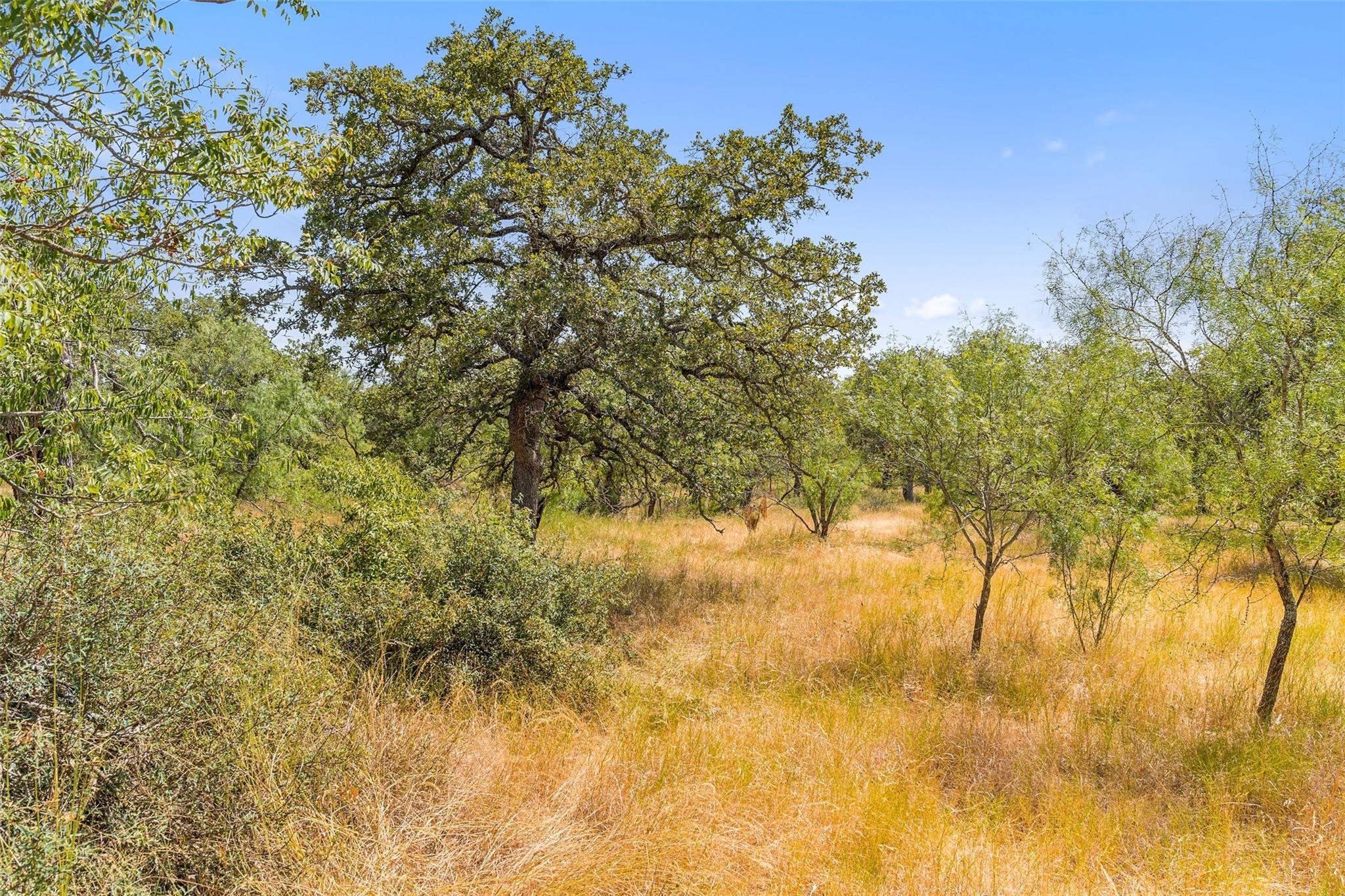 18.145 Acres Herber-schaefer Rd Property Photo 12