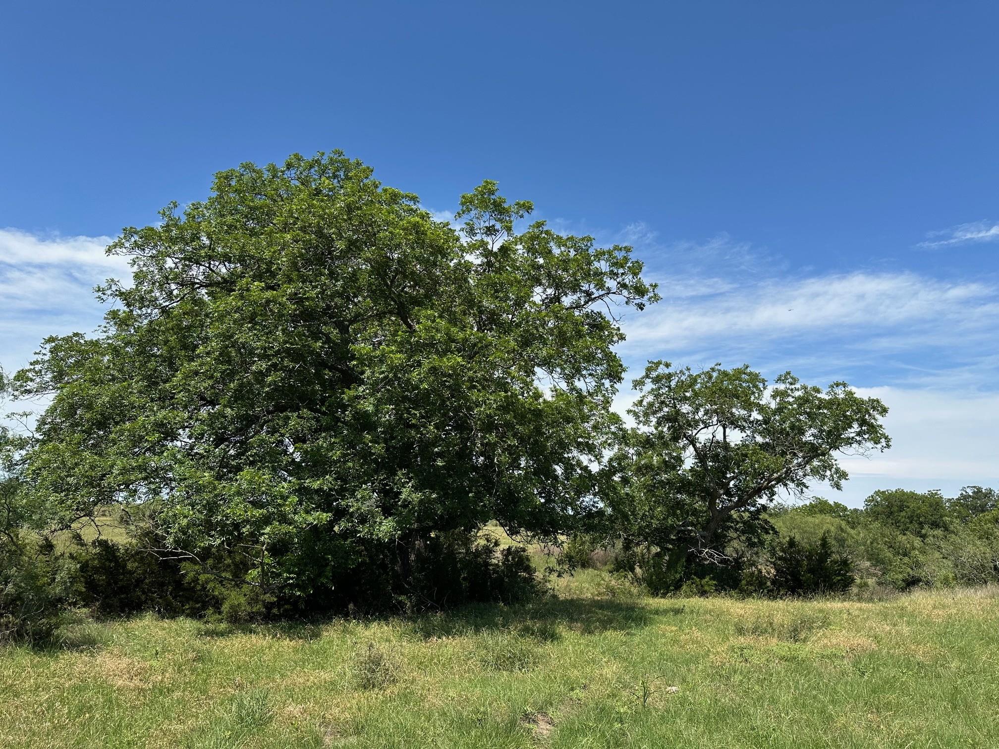 23 Acres County Road 330 None Property Photo 3