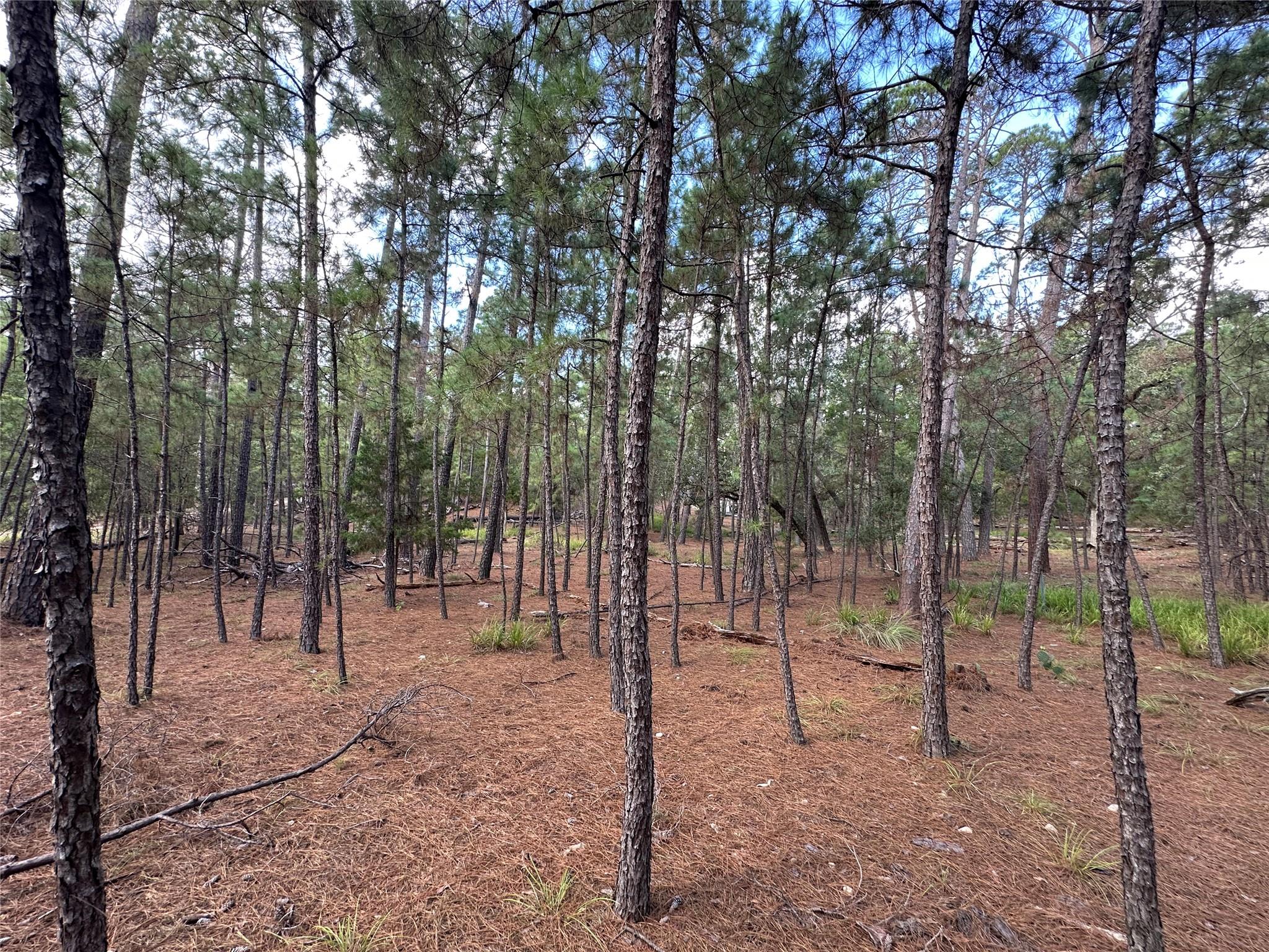 TBD Otto Lane & Red Fox Rd Property Photo 1