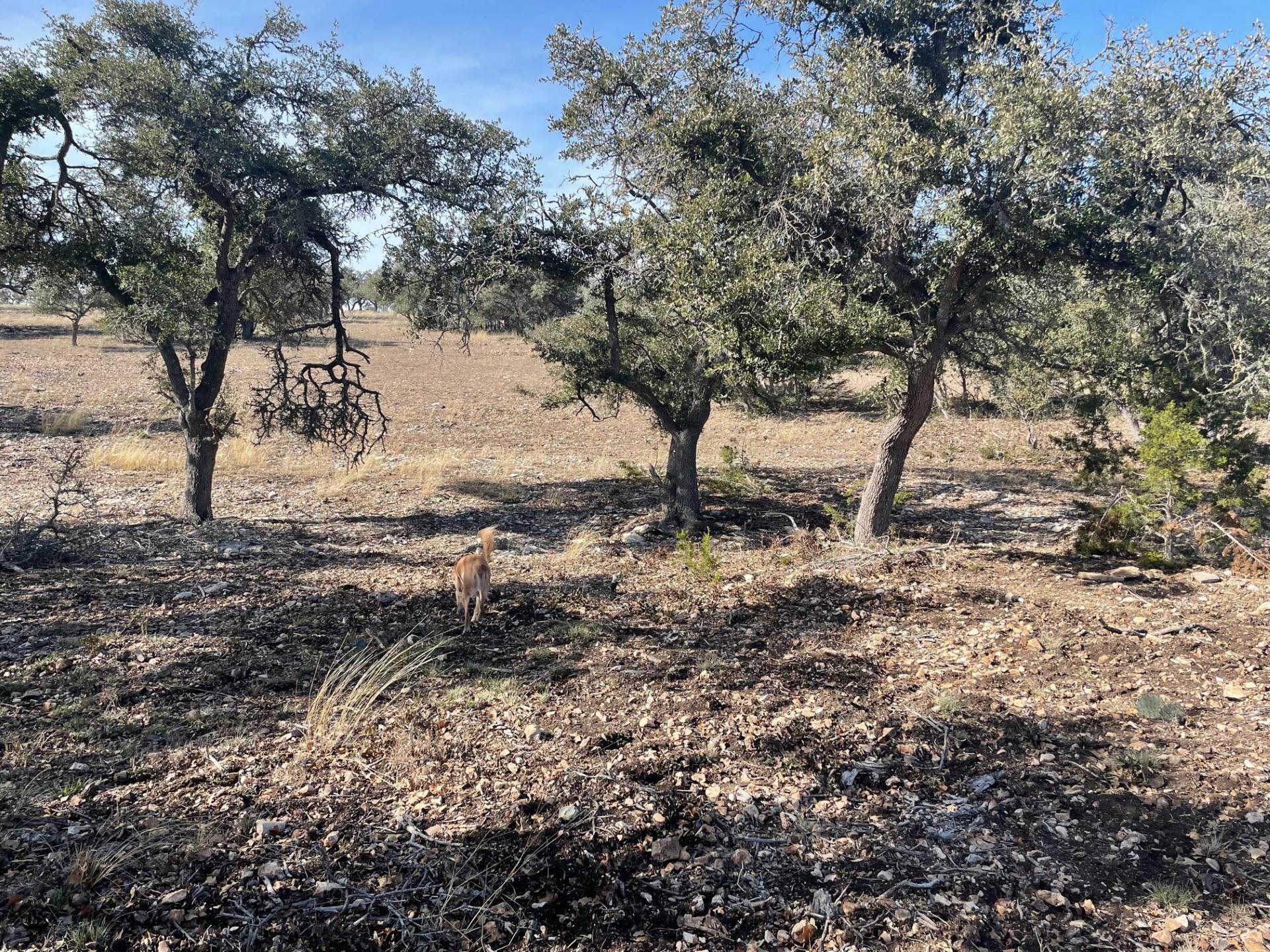 Lot 15 Avva Dr Property Photo