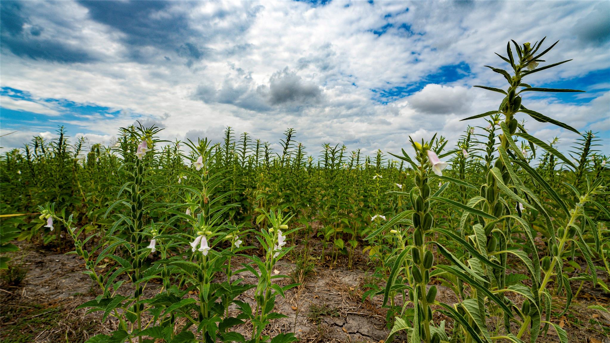 Tbd Fm 3061 None #b Property Photo 4
