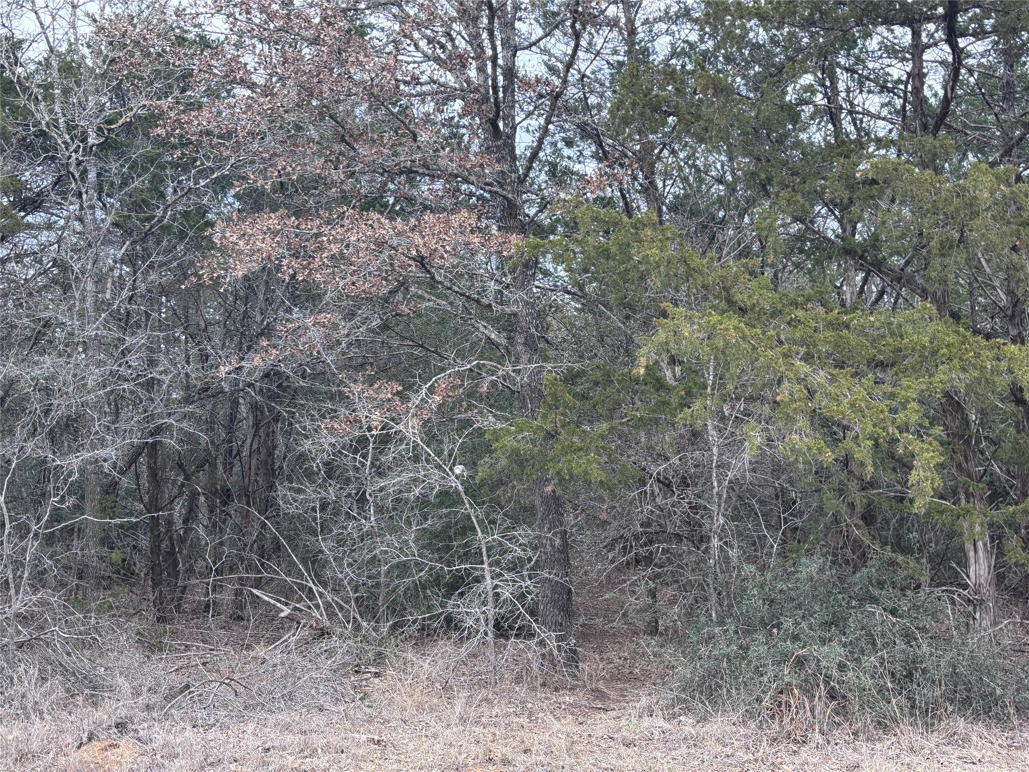 Tbd Pearson Rd Property Photo 5