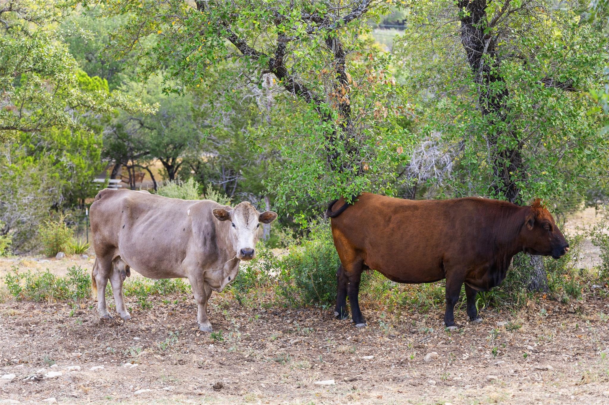 2412 Bee Creek Rd Property Photo 39