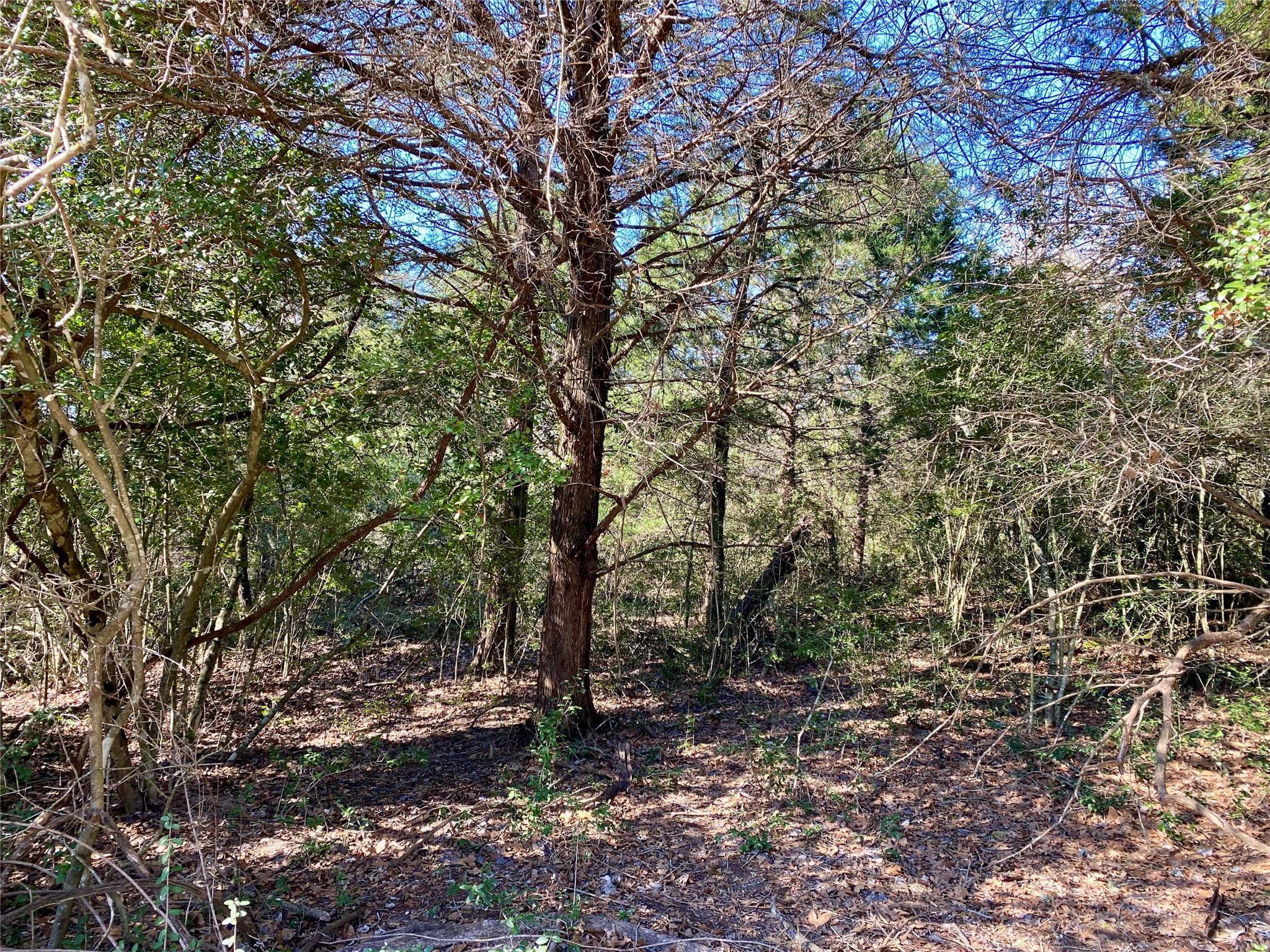 Tbd County Road 401 Property Photo 7