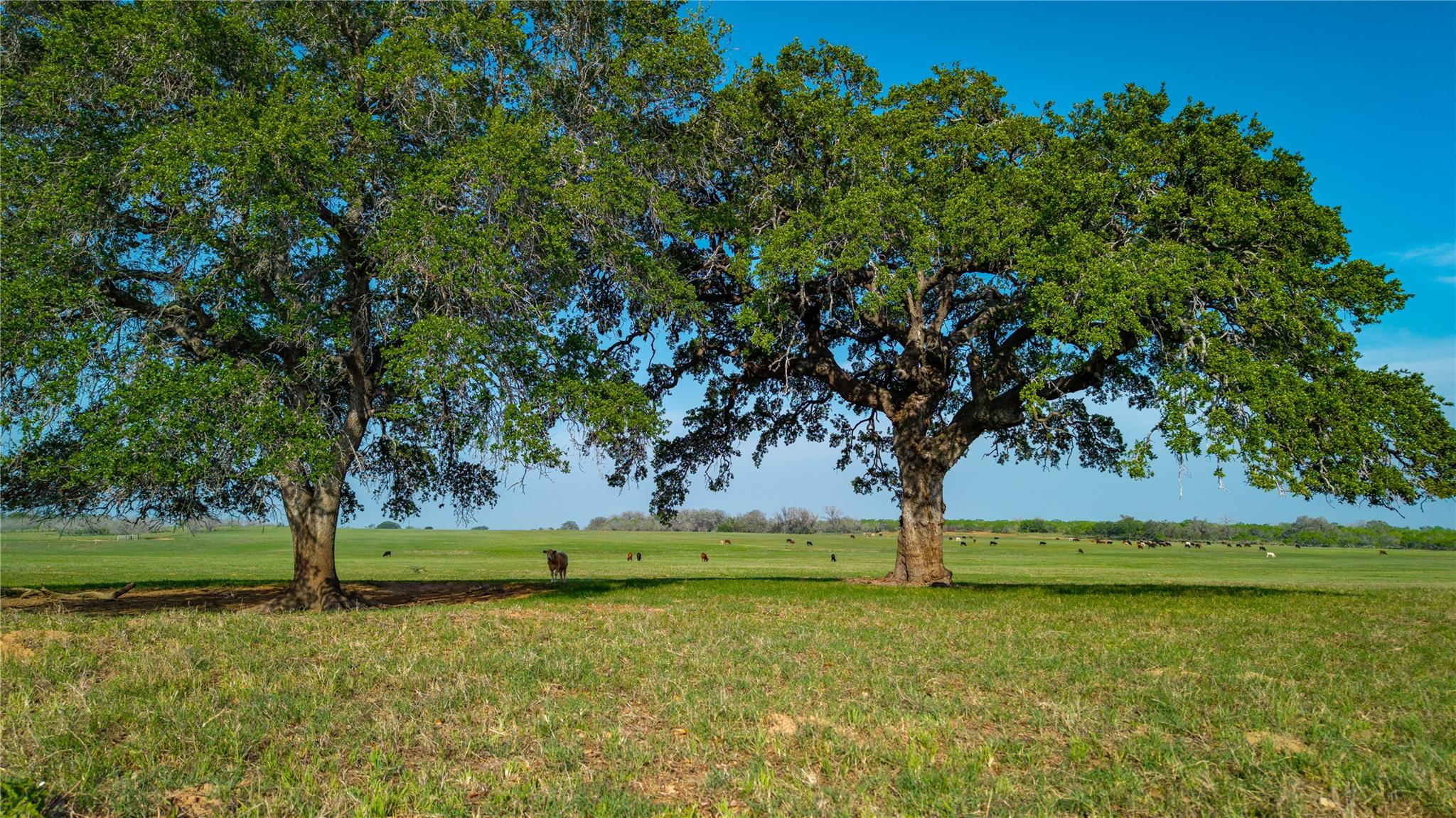 Tbd County Road 404 Property Photo