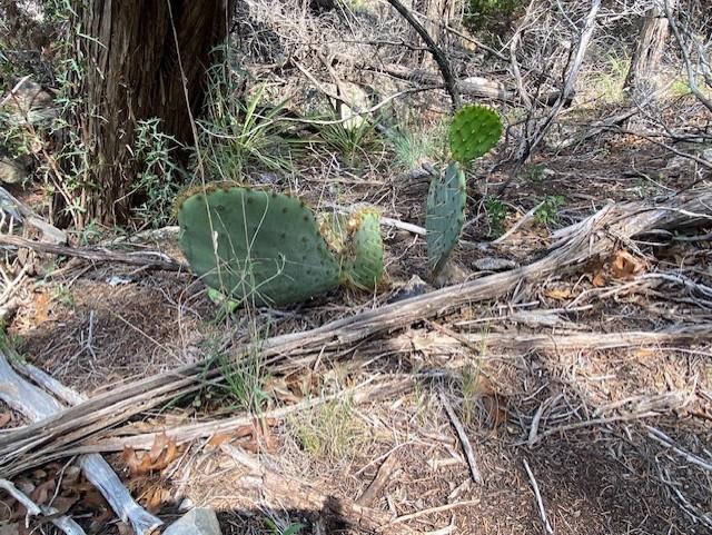 20902 Stone Cliff Dr Property Photo 11