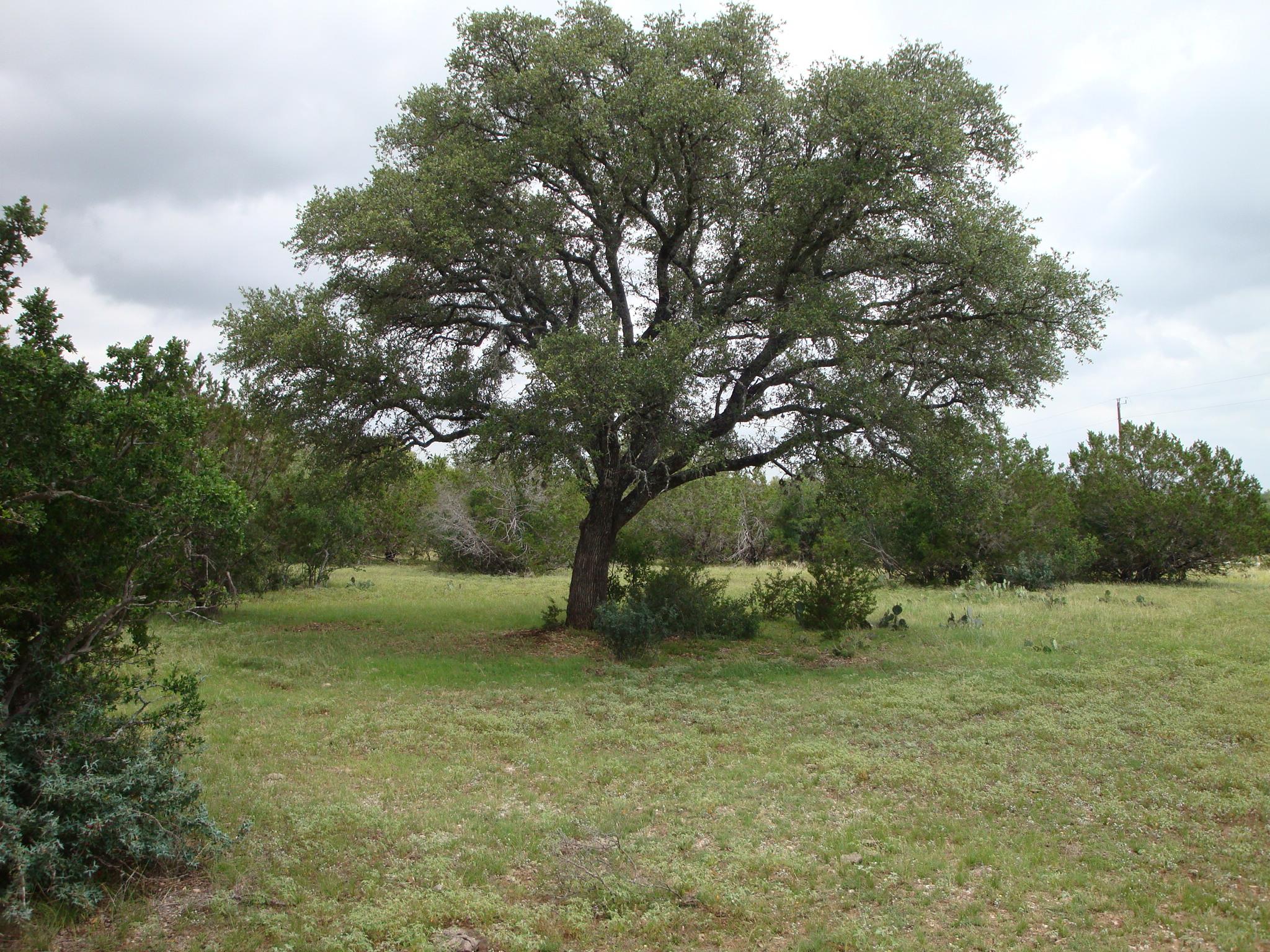 1619 Althaus Ranch Rd Property Photo 27