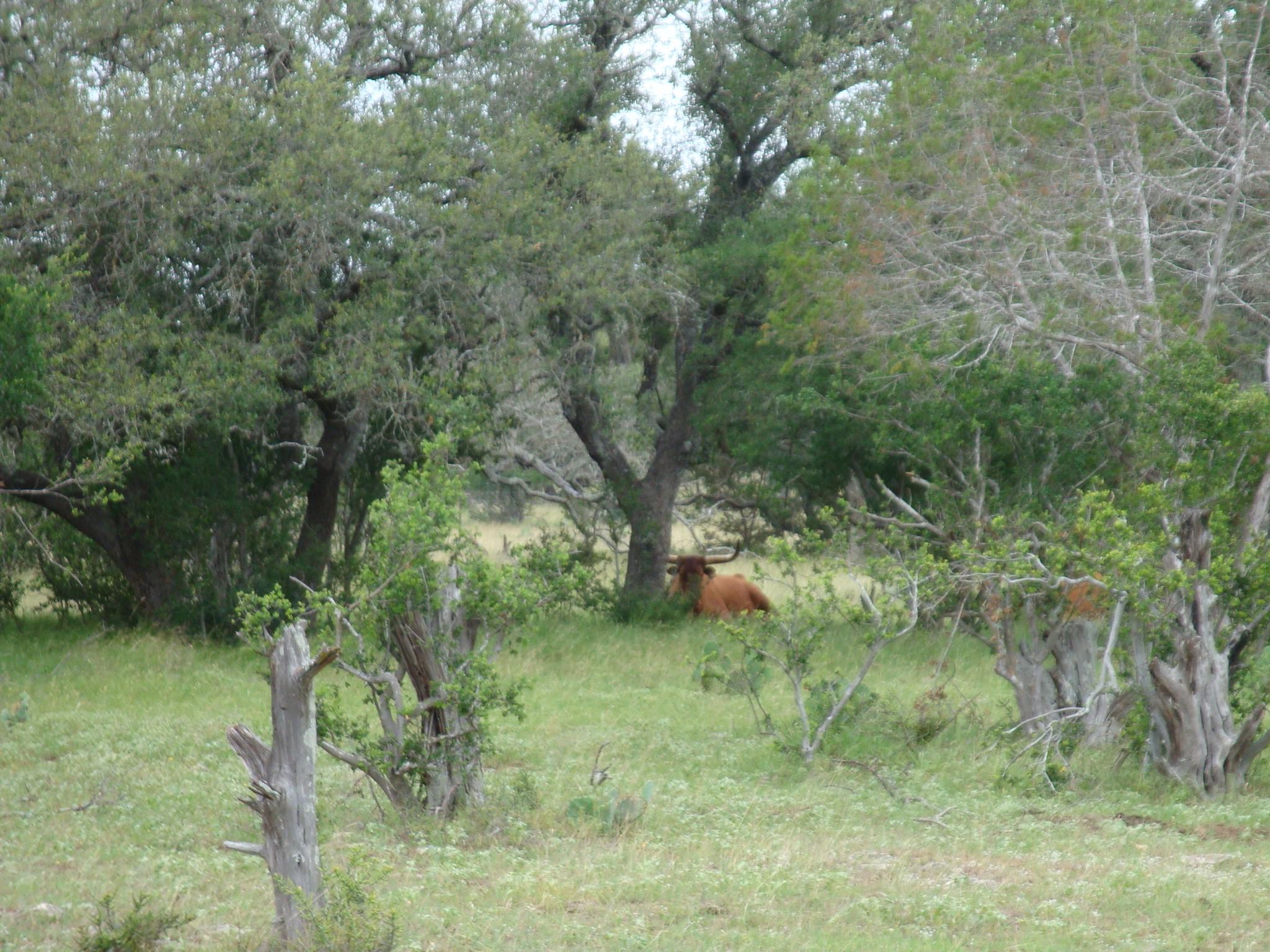 1619 Althaus Ranch Rd Property Photo 35