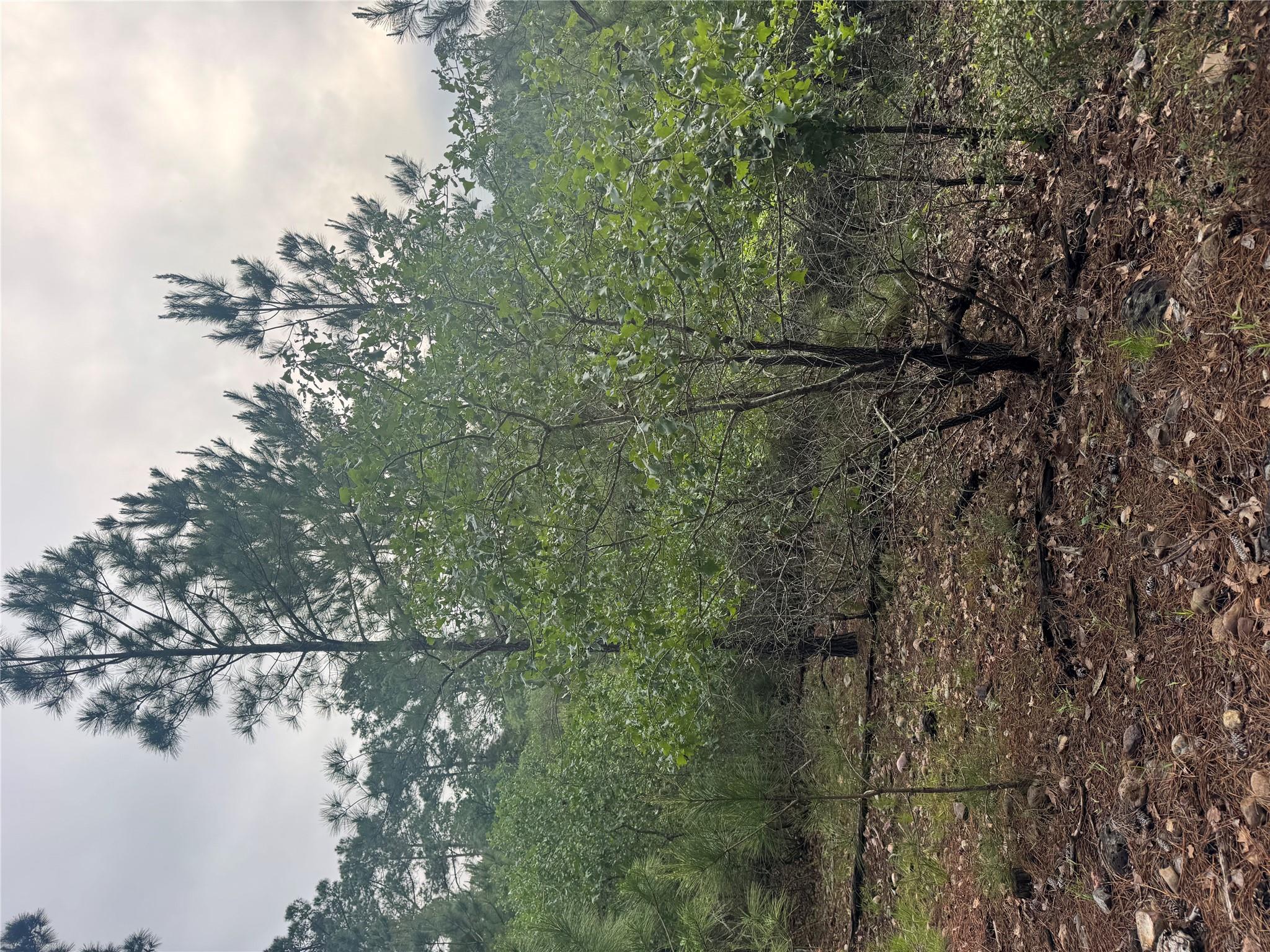 Lot 1492 Haleakala None Property Photo 6