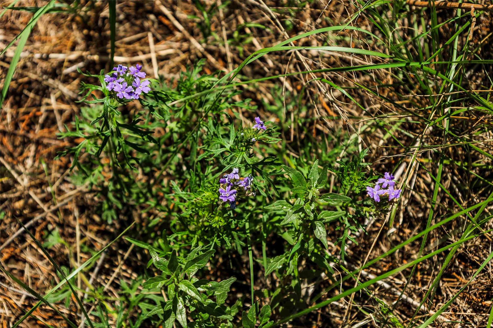 Tbd Tract 2 County Road 203 None Property Photo 6