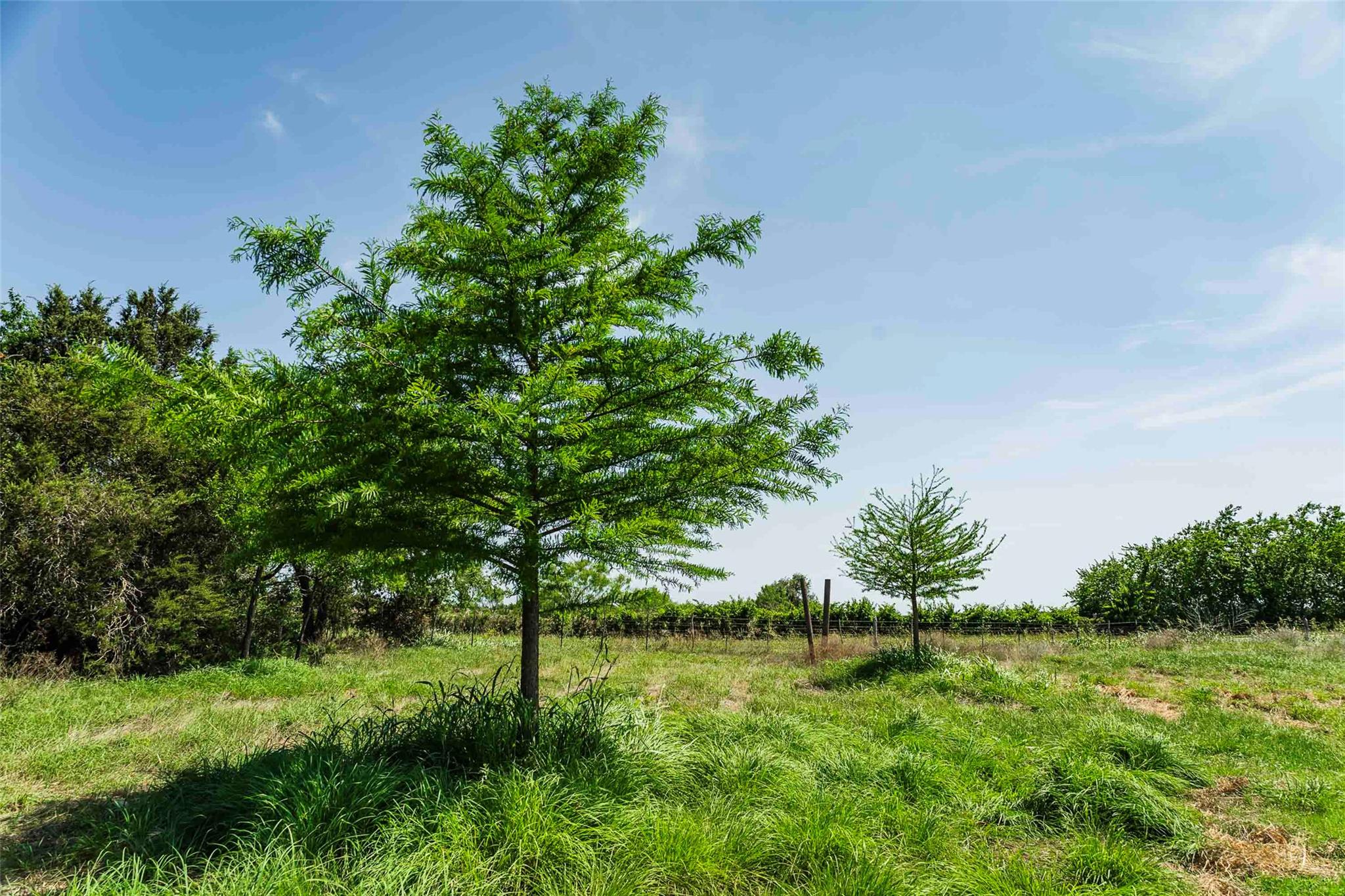 Tbd Tract 2 County Road 203 None Property Photo 9