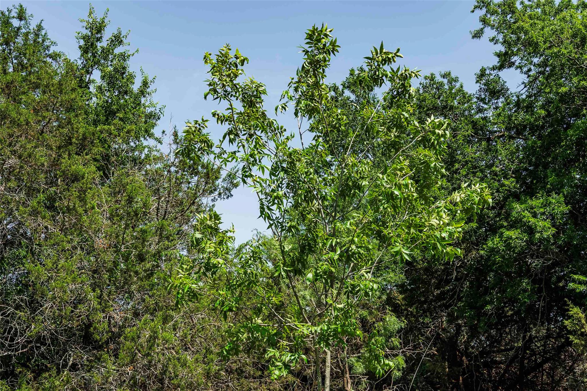 Tbd Tract 2 County Road 203 None Property Photo 11