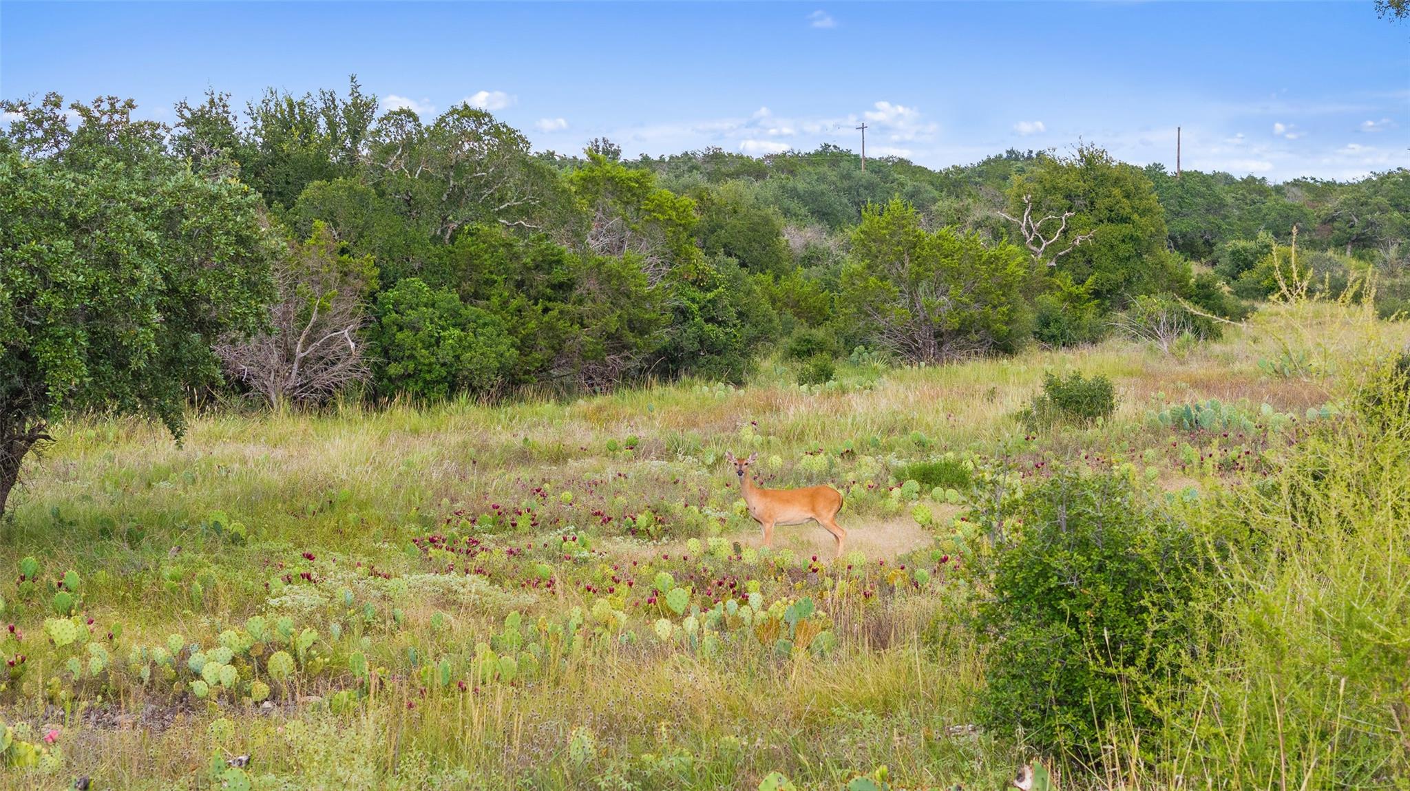 Tbd W Rr 962 None Property Photo 16