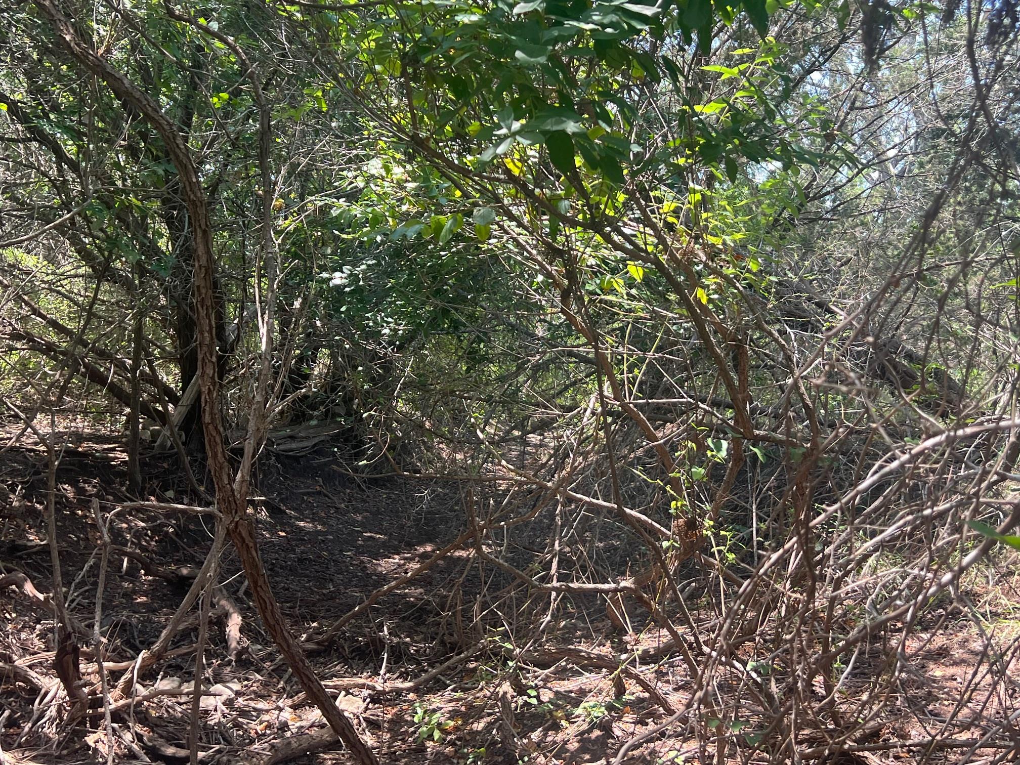 5.04 Acres Mourning Dove Ln Property Photo 6