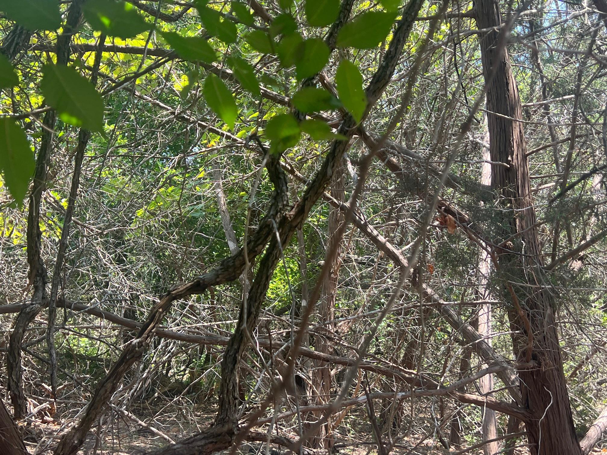 5.04 Acres Mourning Dove Ln Property Photo 7