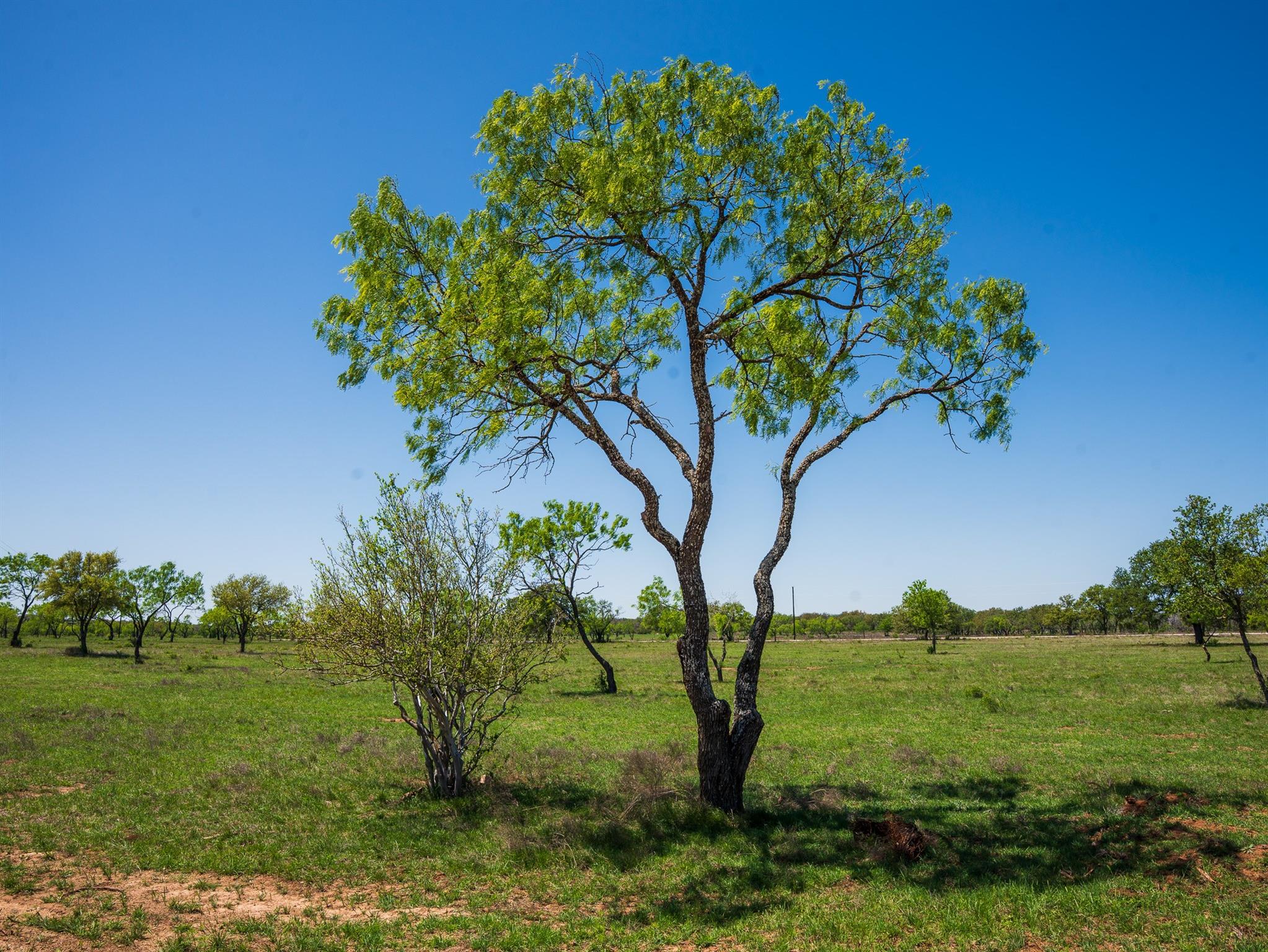 Tbd Springwood Ranch Property Photo 3