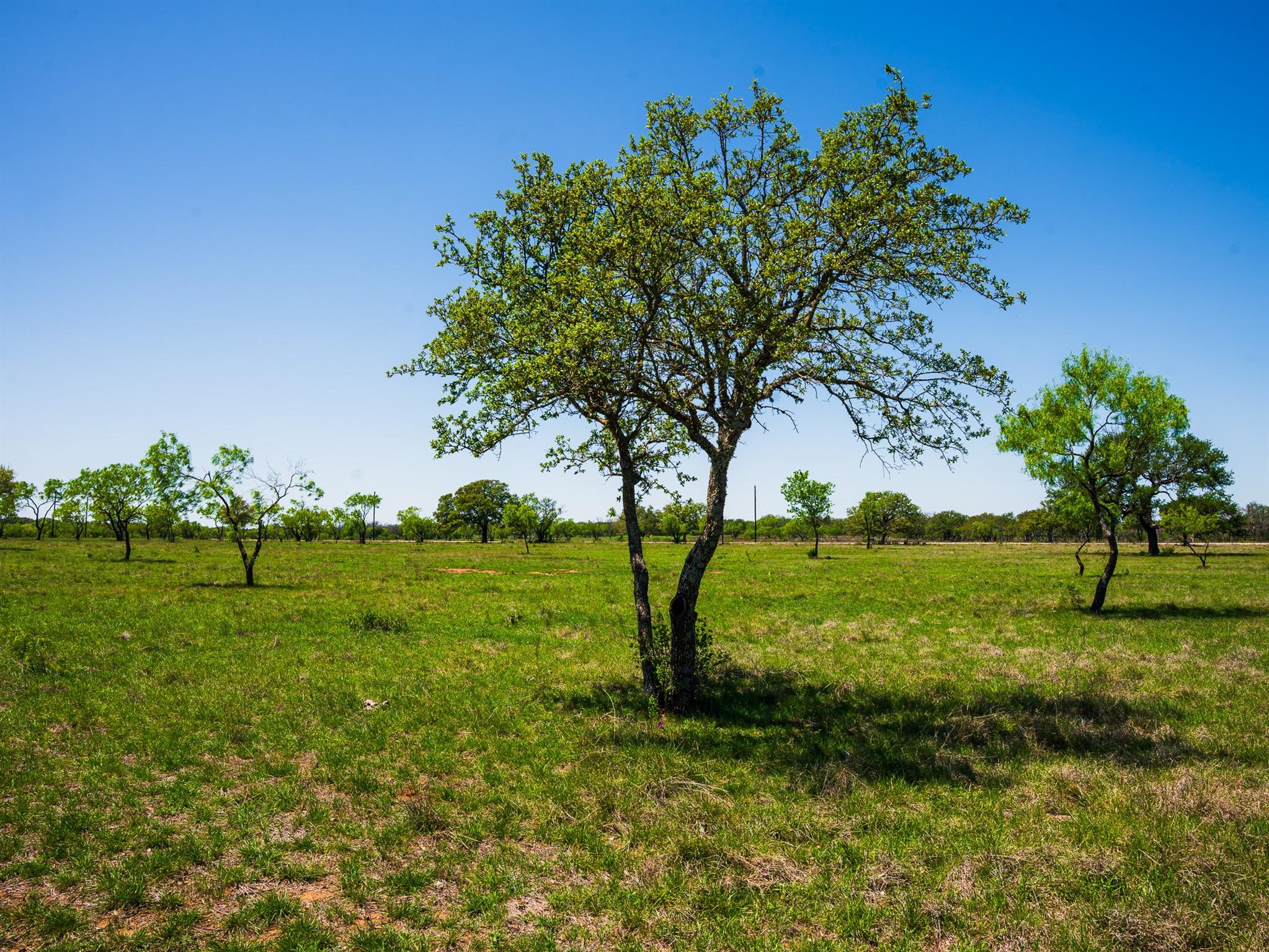 Tbd Springwood Ranch Property Photo 5