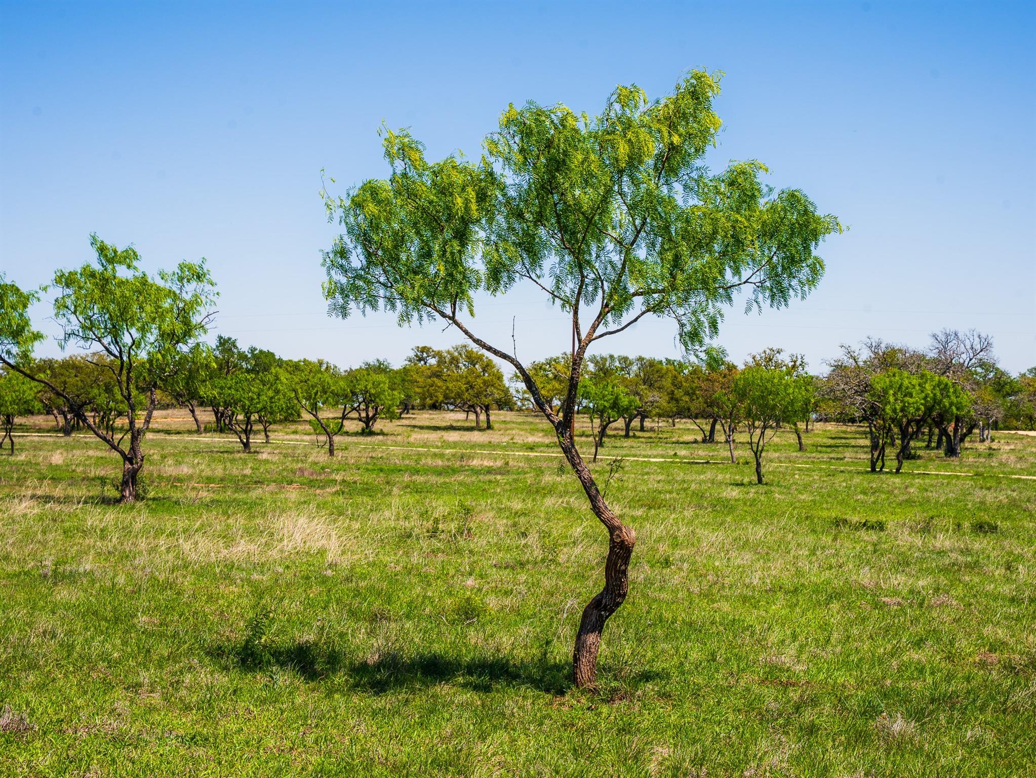 Tbd Springwood Ranch Property Photo 6
