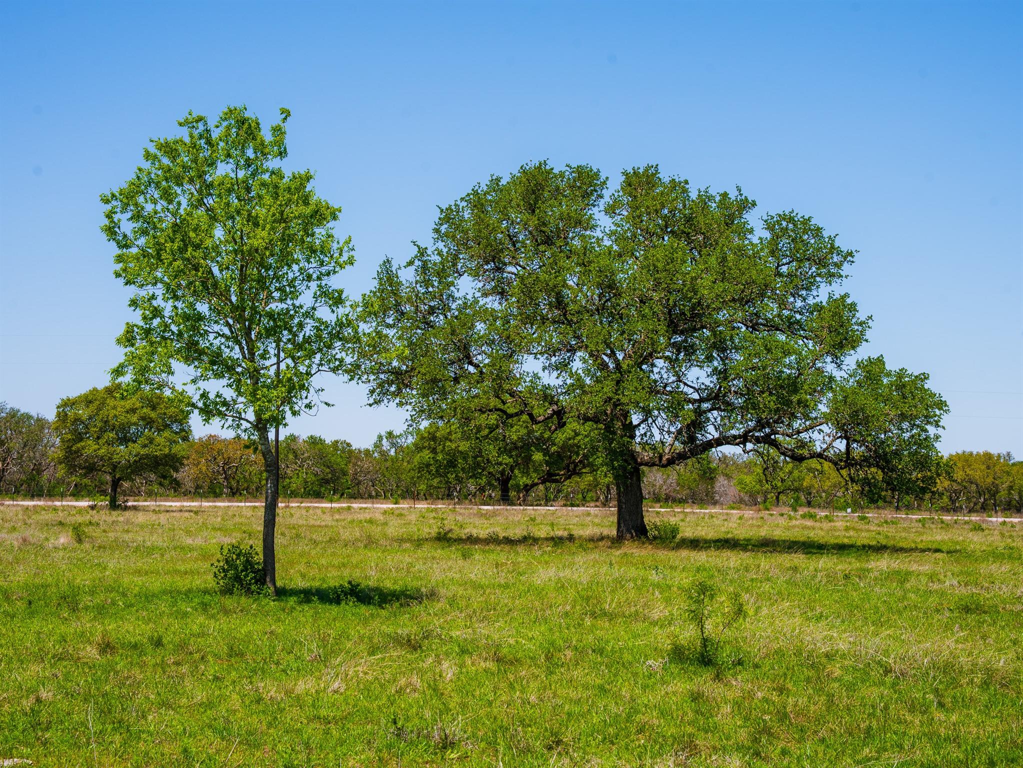 Tbd Springwood Ranch Property Photo 7