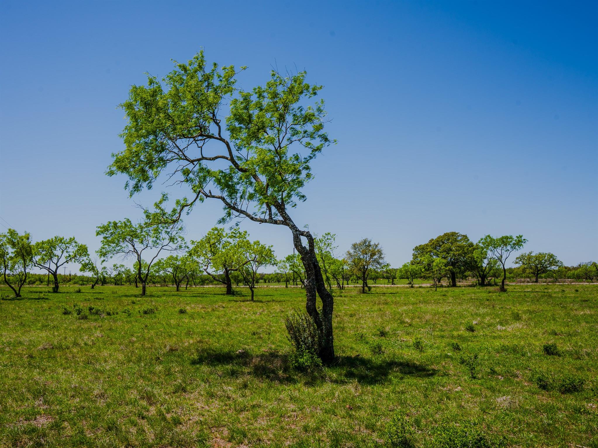 Tbd Springwood Ranch Property Photo 10