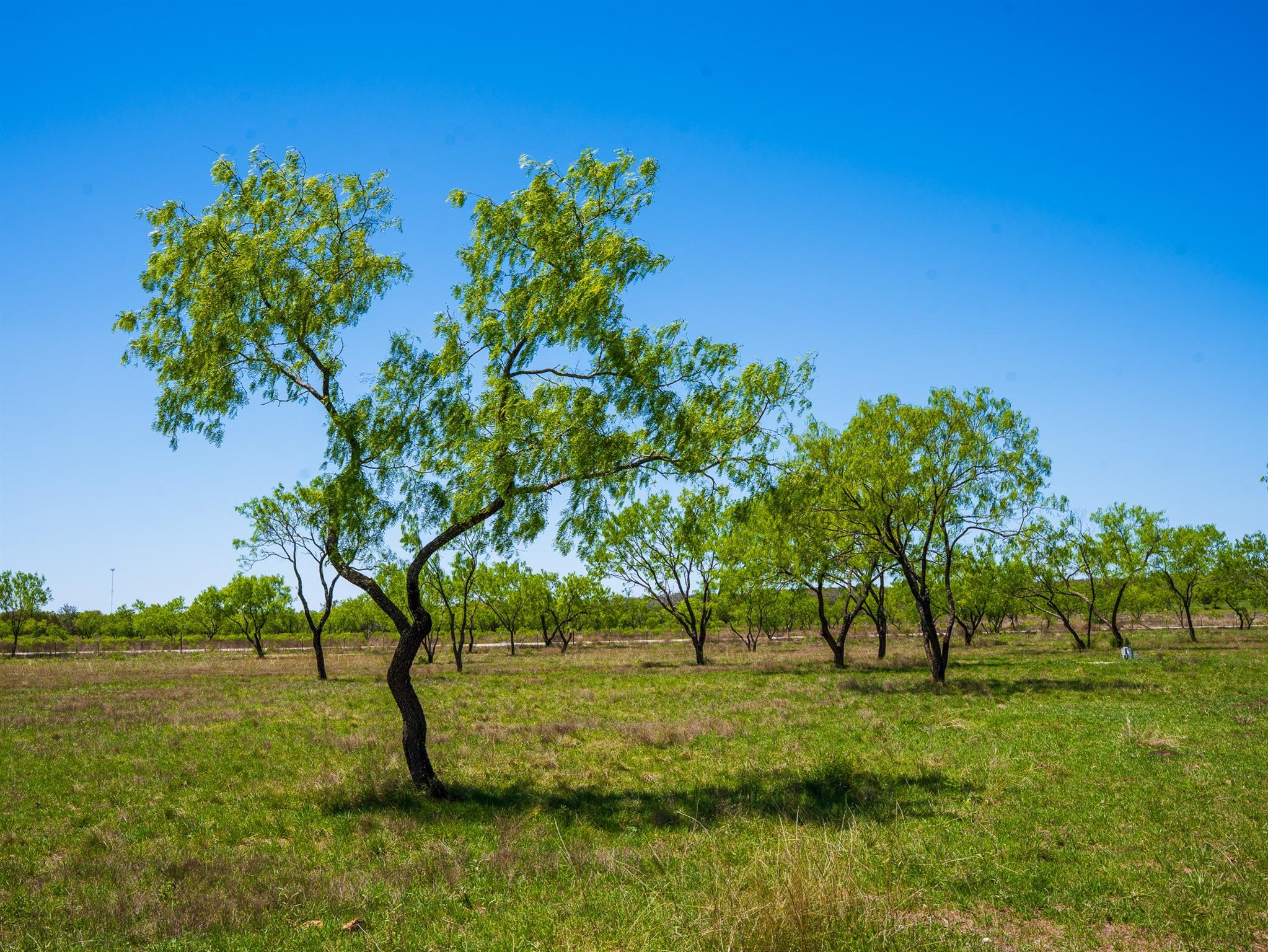 Tbd Springwood Ranch Property Photo 13