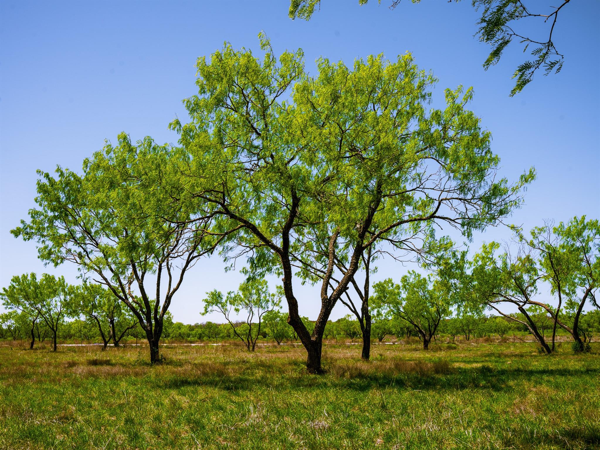 Tbd Springwood Ranch Property Photo 15