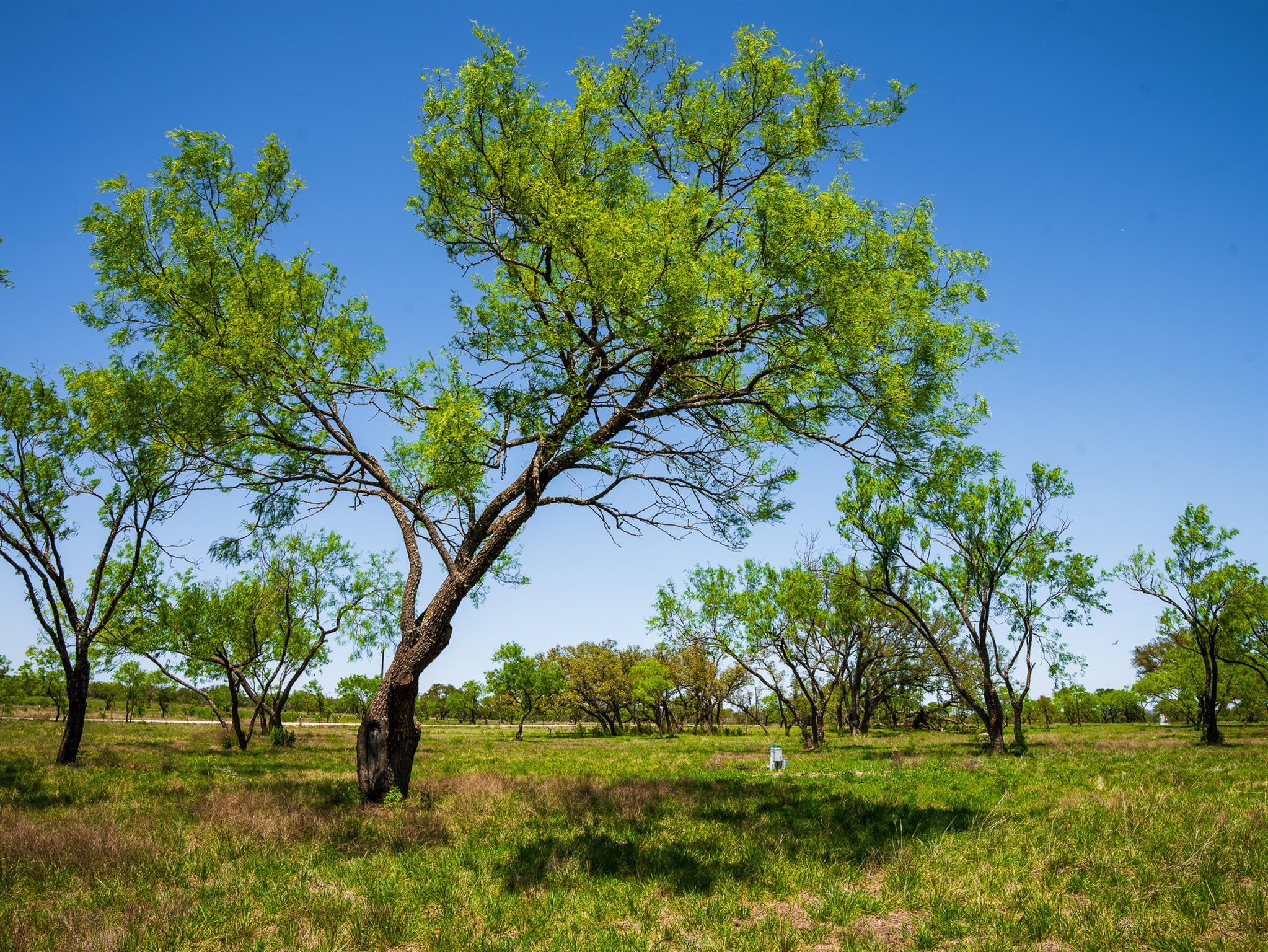 Tbd Springwood Ranch Property Photo 16
