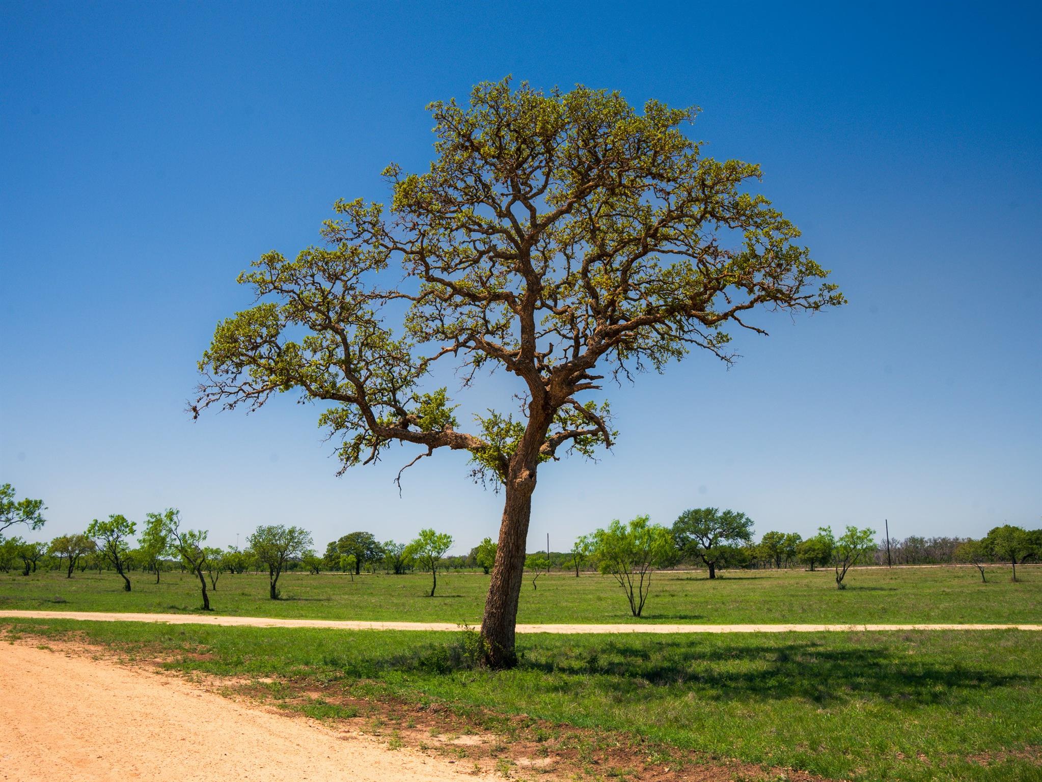 Tbd Springwood Ranch Property Photo 18
