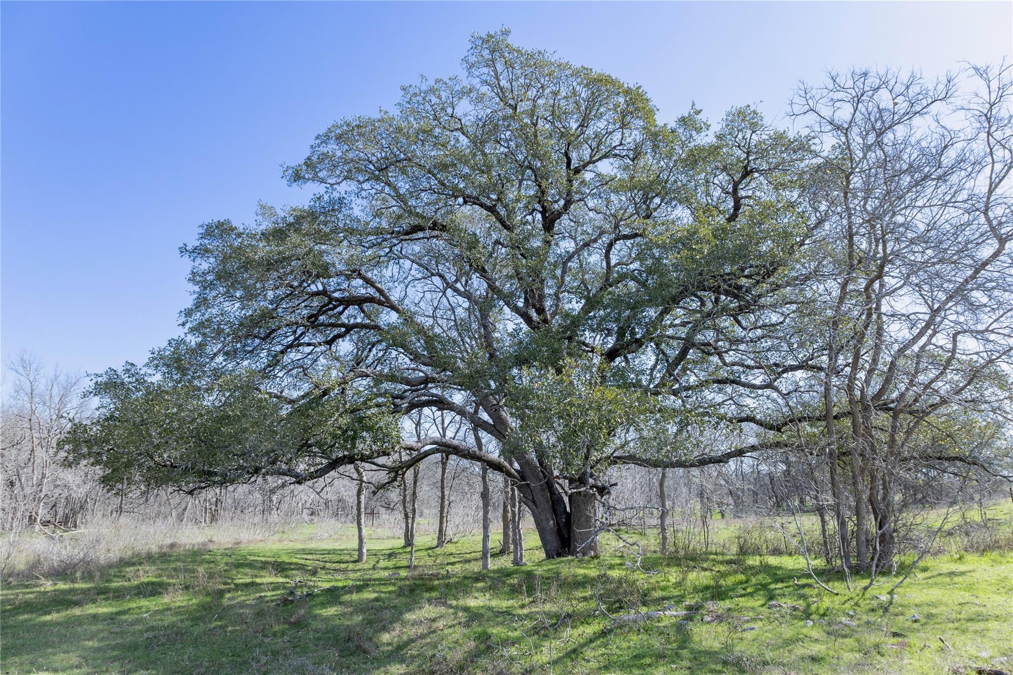 3270 Fm 671 Property Photo