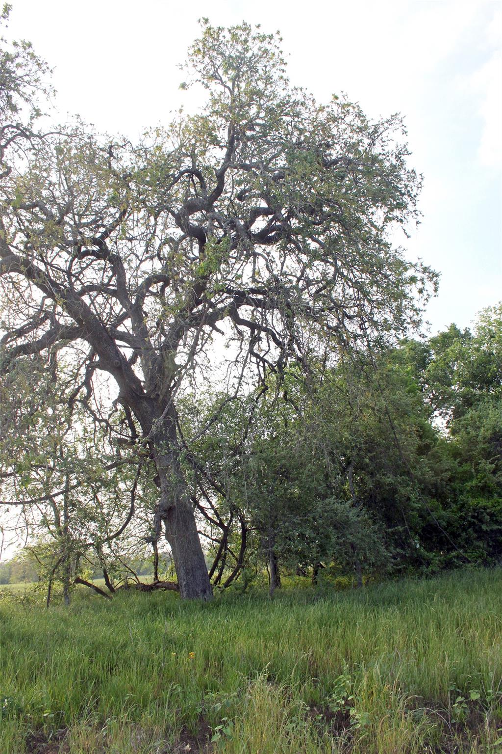 3223 Old Kelley Rd Property Photo 9