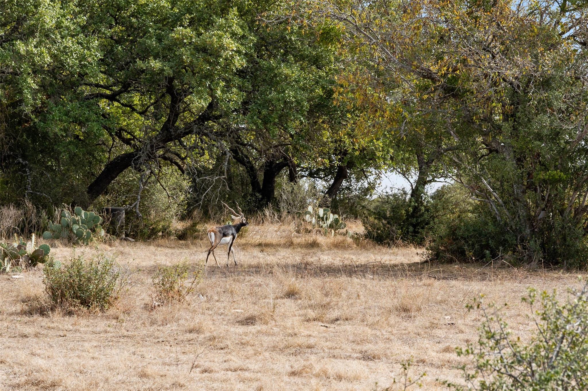 Tbd Indian Camp Trl Property Photo 17